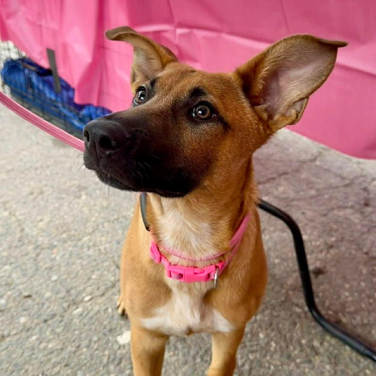 Enlarge Judy, a ADOPTABLE mixed breed in PLAINFIELD, CT image 2/4