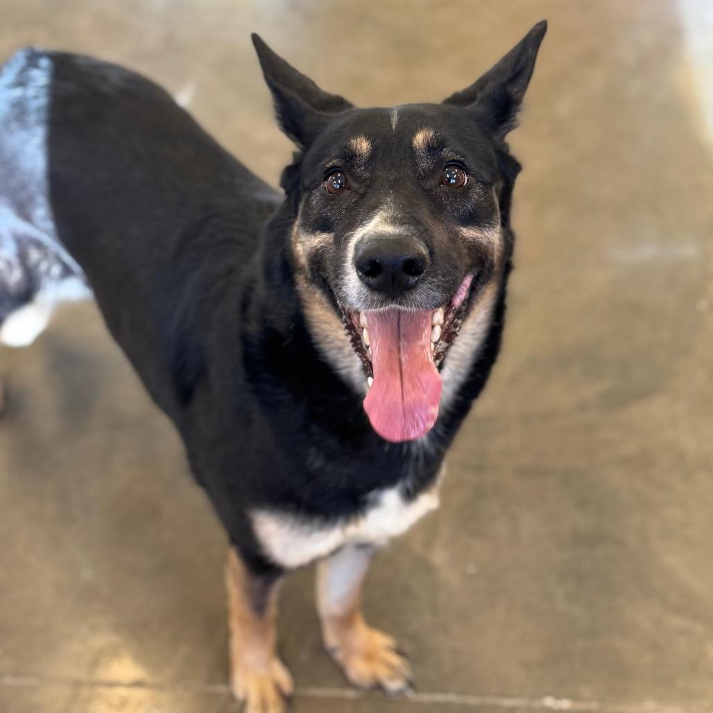 Enlarge Coco, a Adoptable mixed breed in Mankato, MN image 2/4