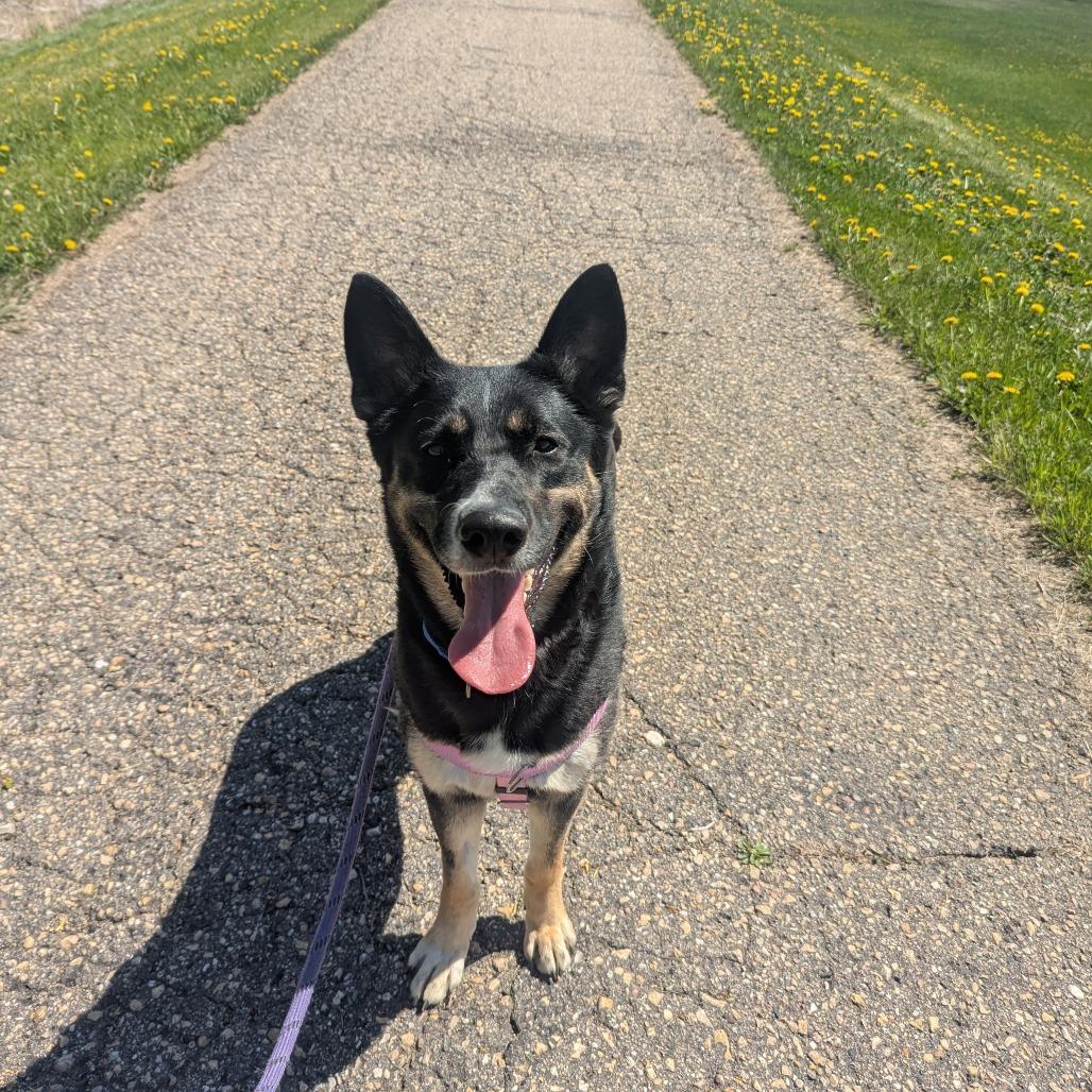 Coco, a Adoptable mixed breed in Mankato, MN image 4/6