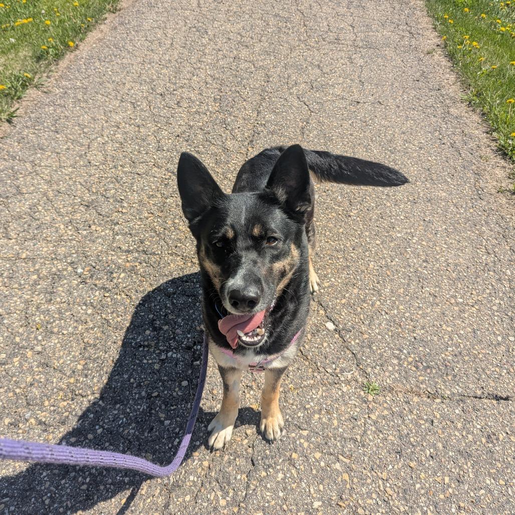 Coco, a Adoptable mixed breed in Mankato, MN image 5/6