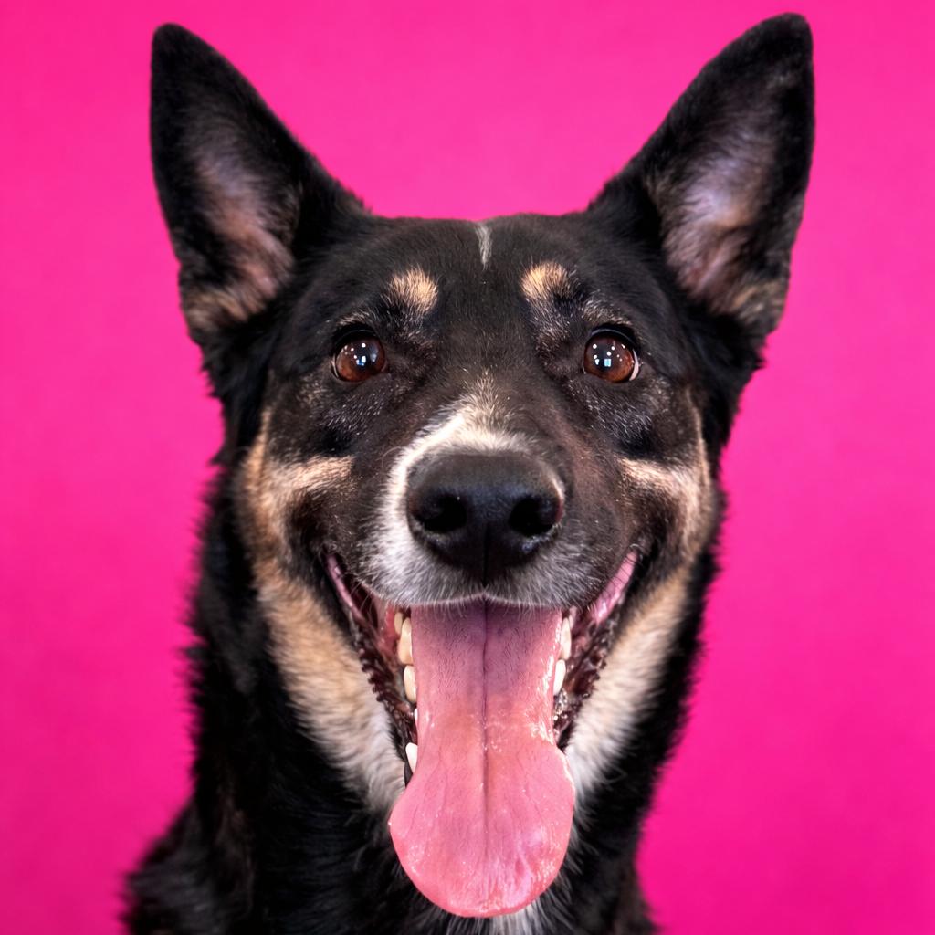 Enlarge Coco, a Adoptable mixed breed in Mankato, MN image 3/4
