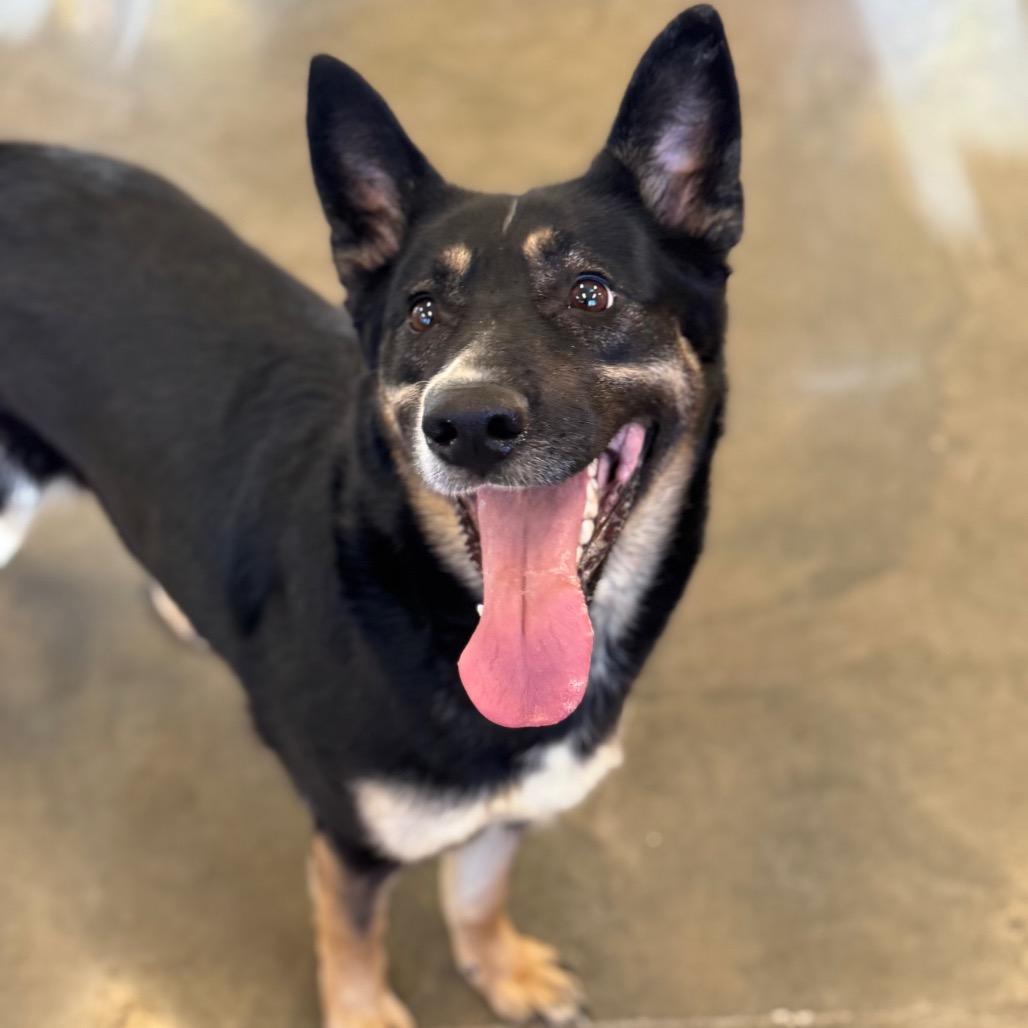 Enlarge Coco, a Adoptable mixed breed in Mankato, MN image 4/4