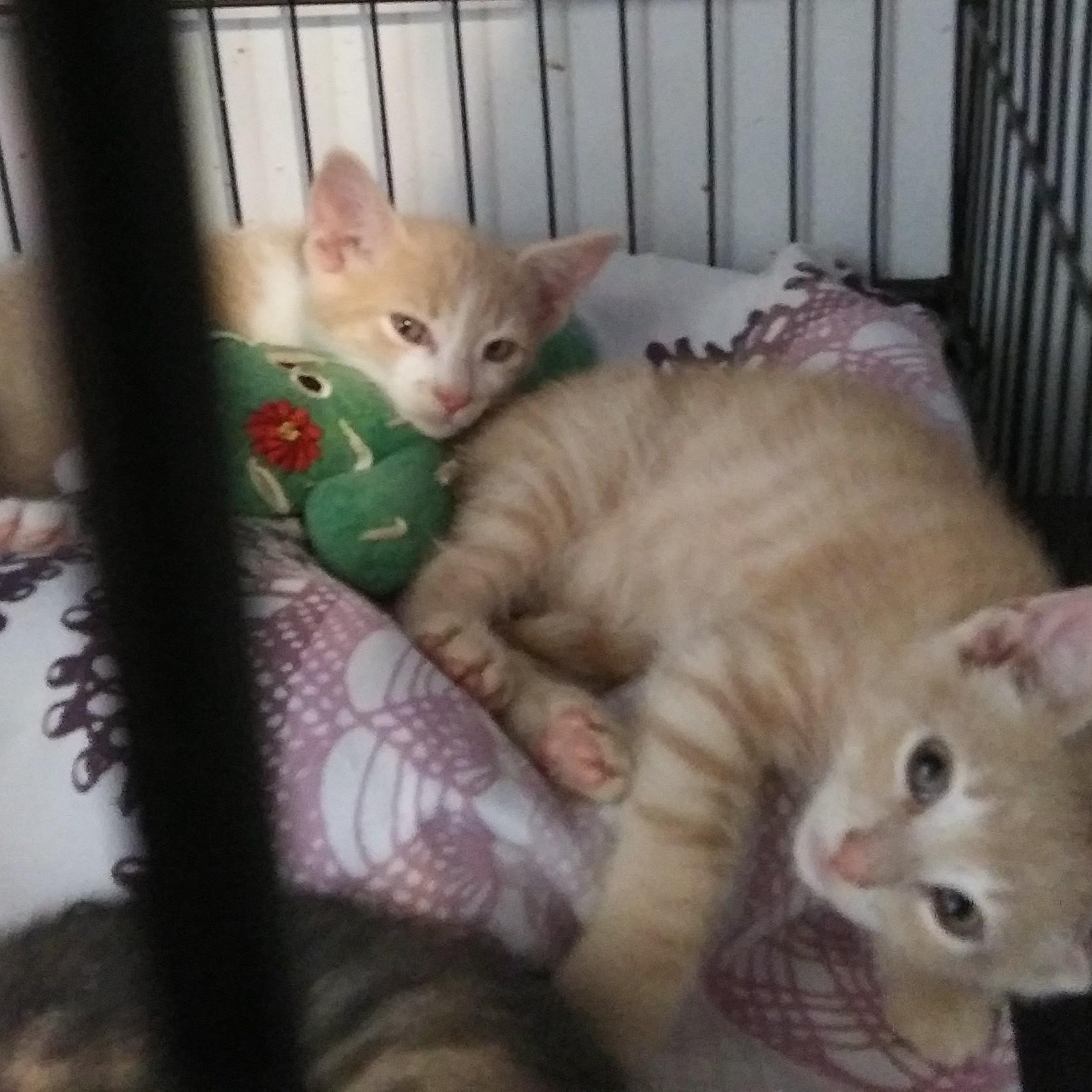 Enlarge Merlin, an adopted Domestic Short Hair in Port Wentworth, GA image 2/4