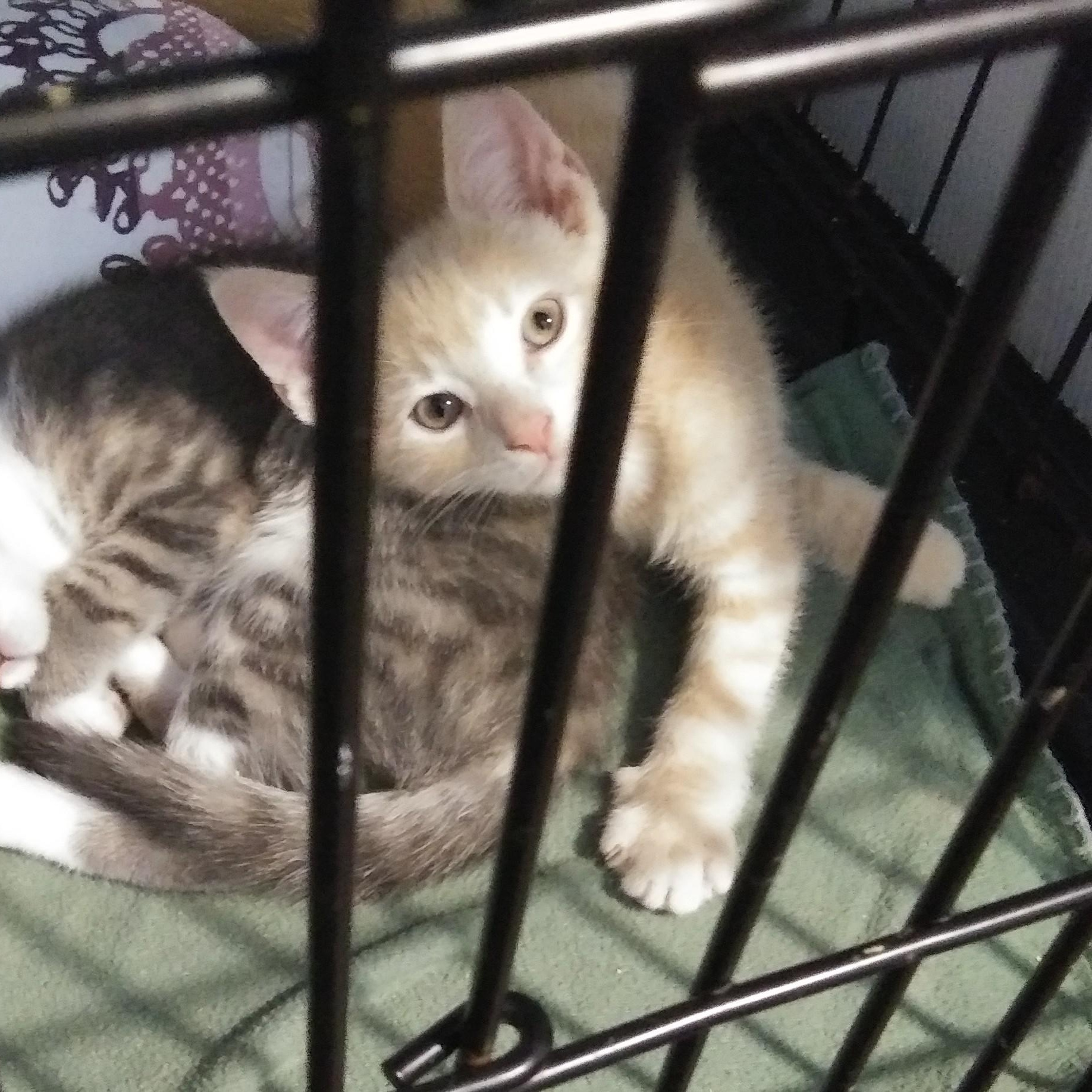 Merlin, adopted, Kitten Male Domestic Short Hair.