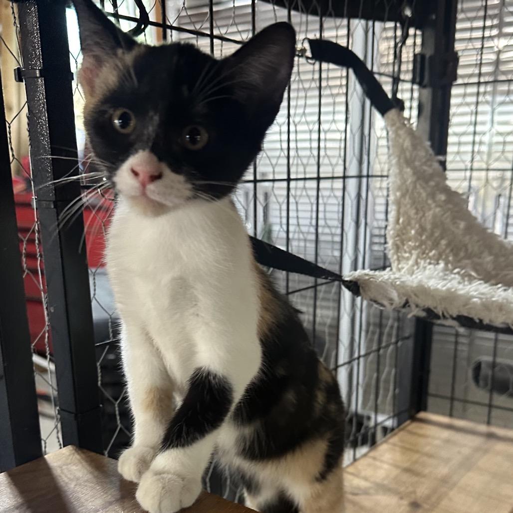 Sadie, Adoptable, Kitten Female Domestic Short Hair.