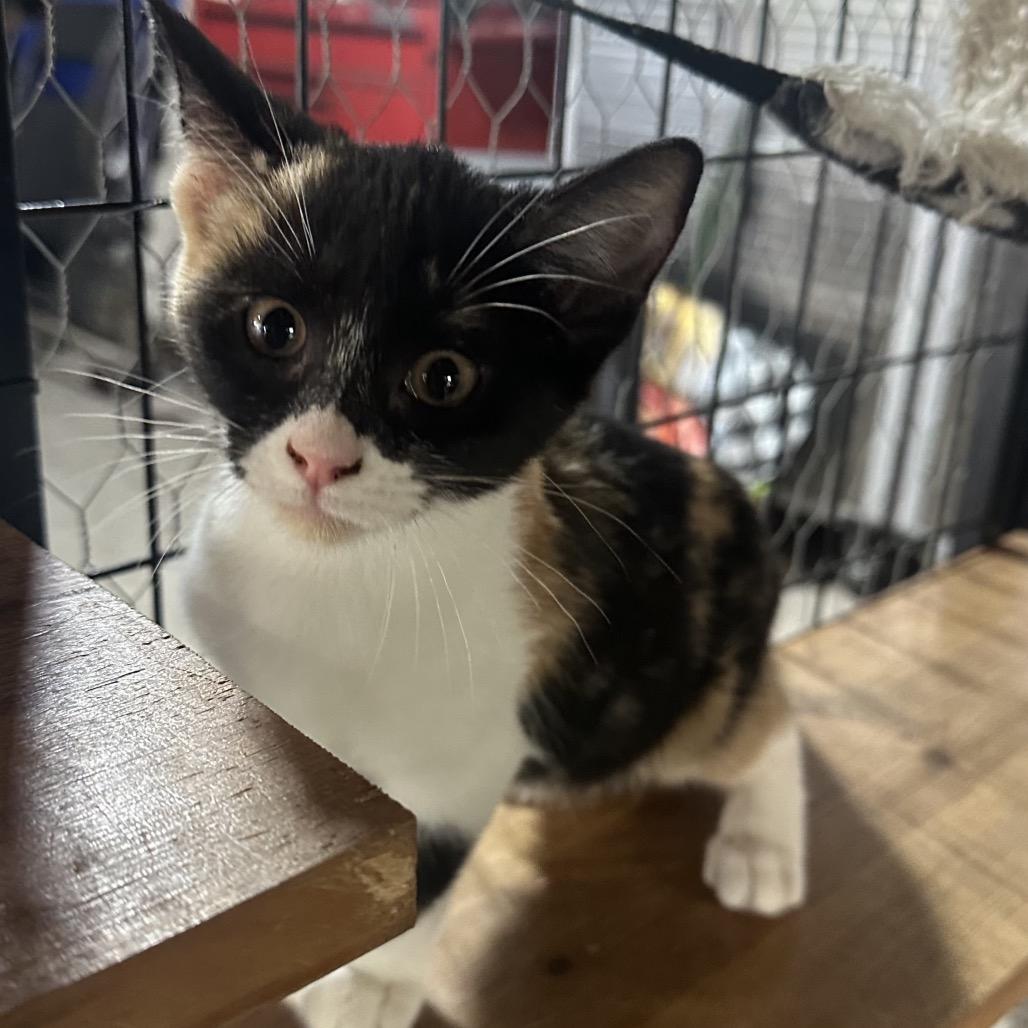 Enlarge Sadie, a Adoptable Domestic Short Hair in Baytown, TX image 2/2