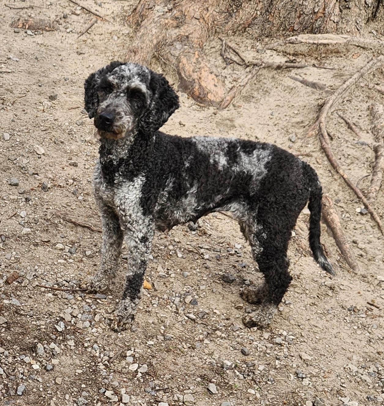 Enlarge Layla, a ADOPTABLE Labradoodle in Liberty Center, OH image 6/6