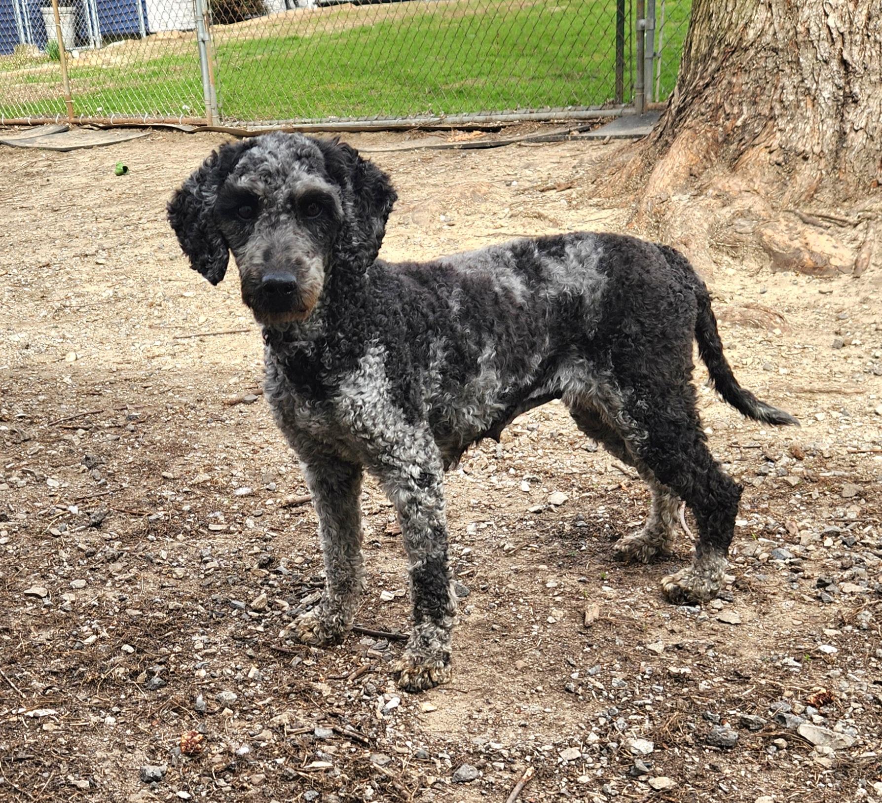 Enlarge Layla, a ADOPTABLE Labradoodle in Liberty Center, OH image 3/6