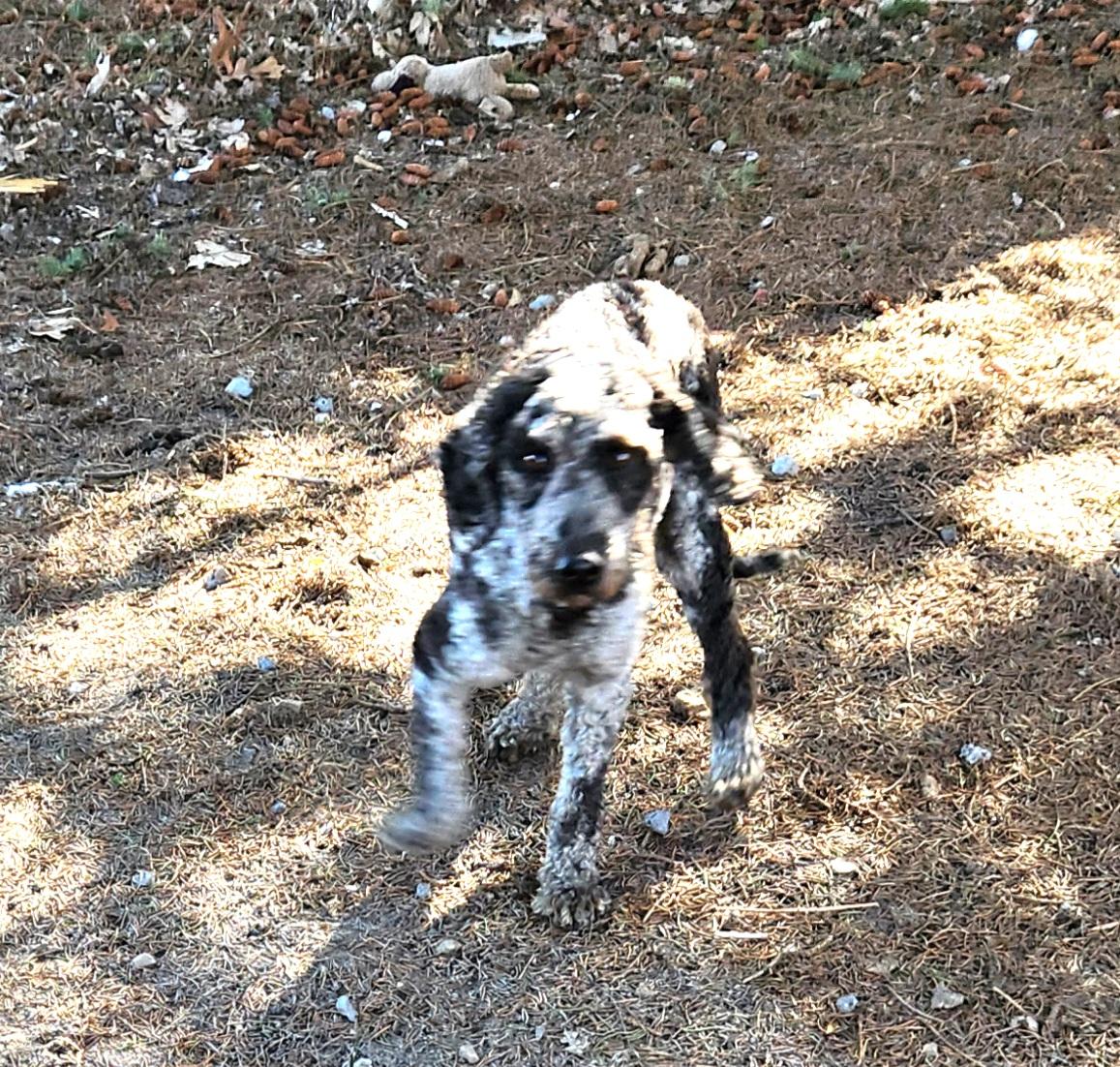 Enlarge Layla, a ADOPTABLE Labradoodle in Liberty Center, OH image 2/6