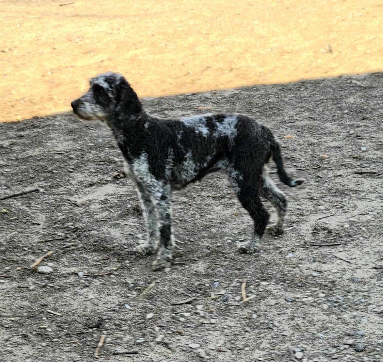 Enlarge Layla, a ADOPTABLE Labradoodle in Liberty Center, OH image 5/6