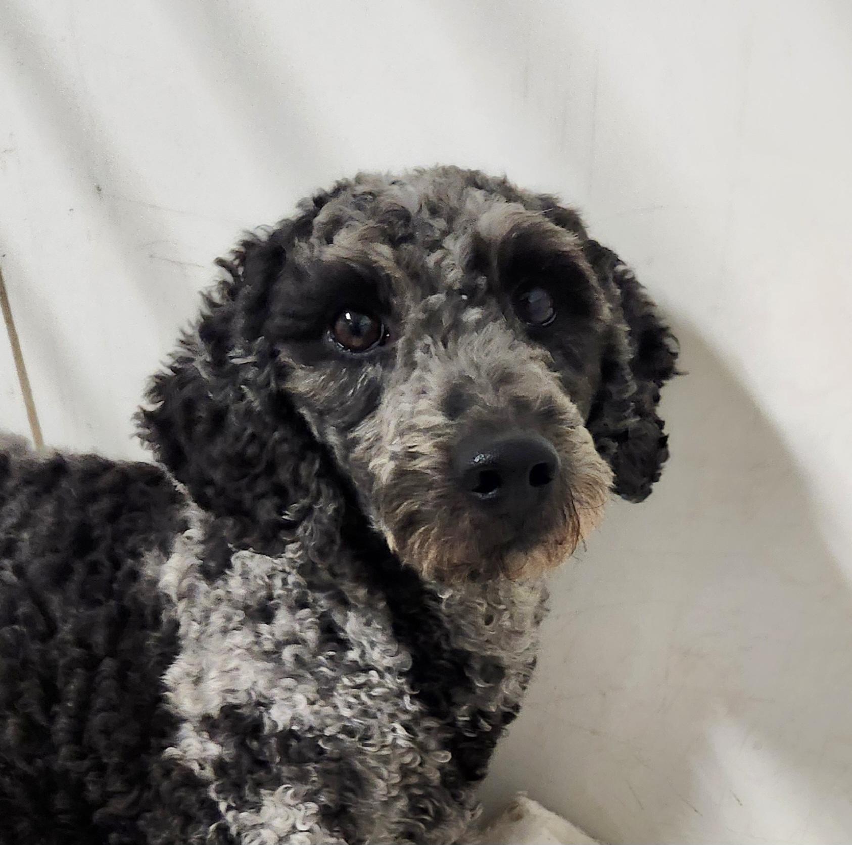Enlarge Layla, a ADOPTABLE Labradoodle in Liberty Center, OH image 1/6