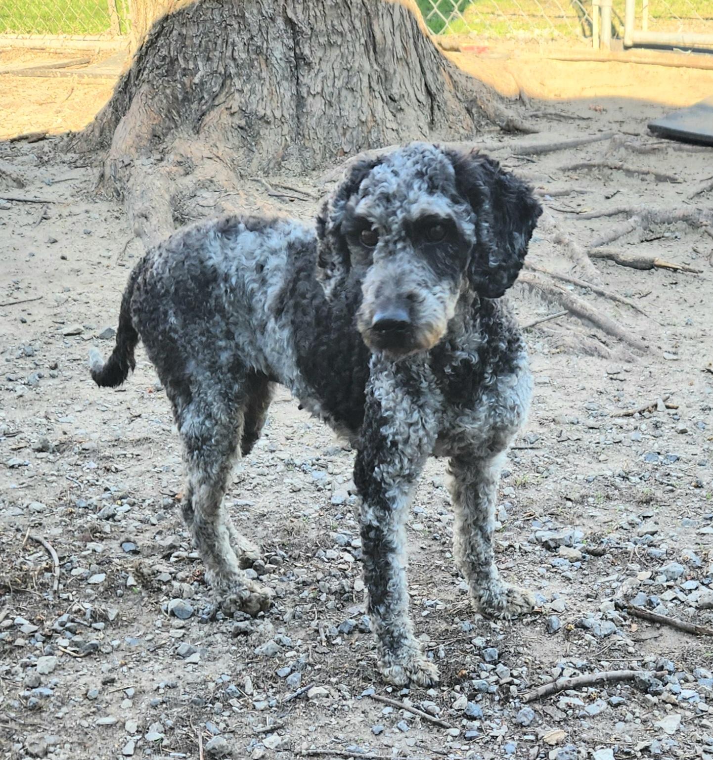 Enlarge Layla, a ADOPTABLE Labradoodle in Liberty Center, OH image 4/6