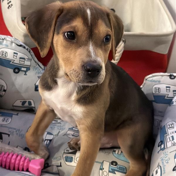 Enlarge Amazing Andy, a ADOPTABLE mixed breed in Springfield, VA image 2/5