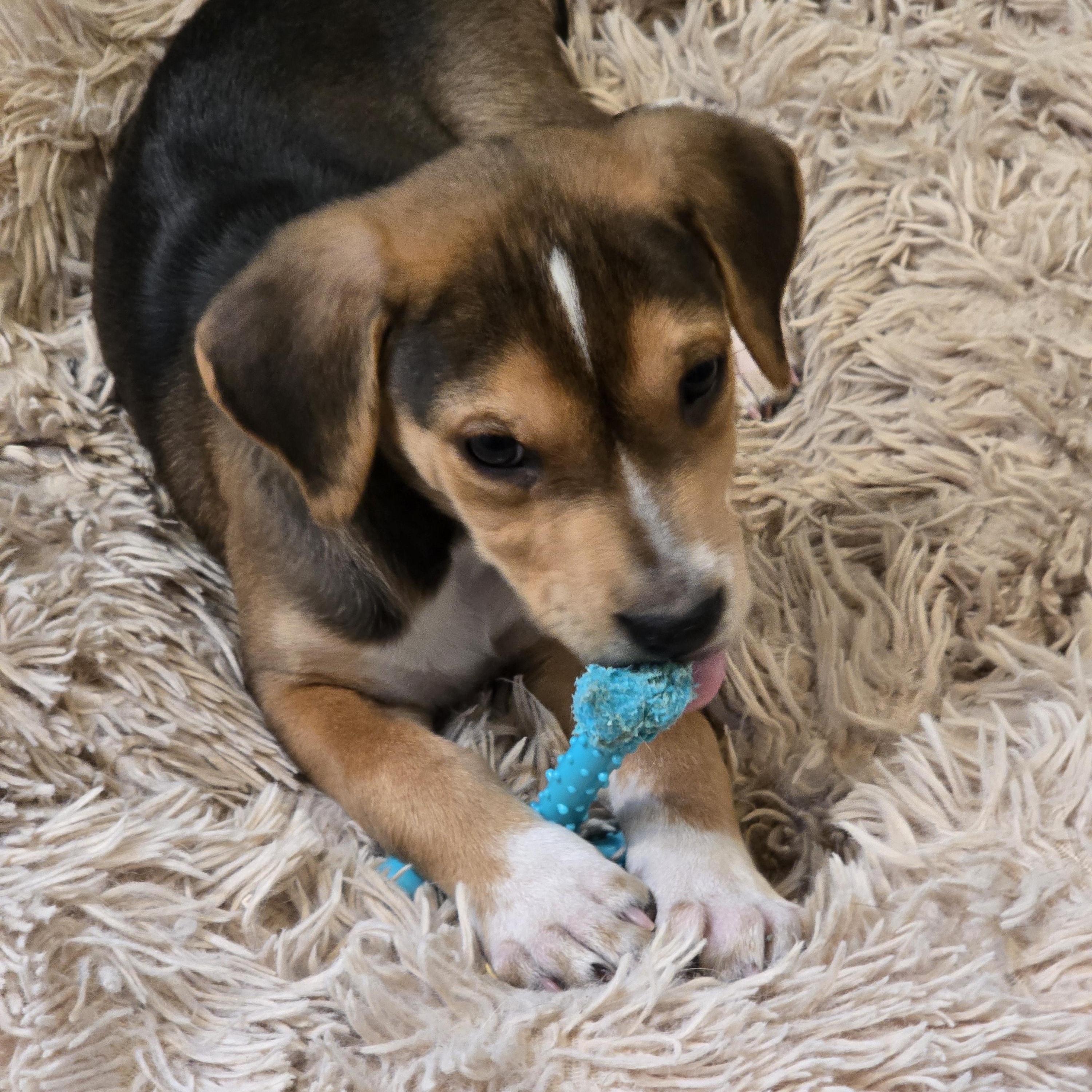 Enlarge Amazing Andy, a ADOPTABLE mixed breed in Springfield, VA image 4/5