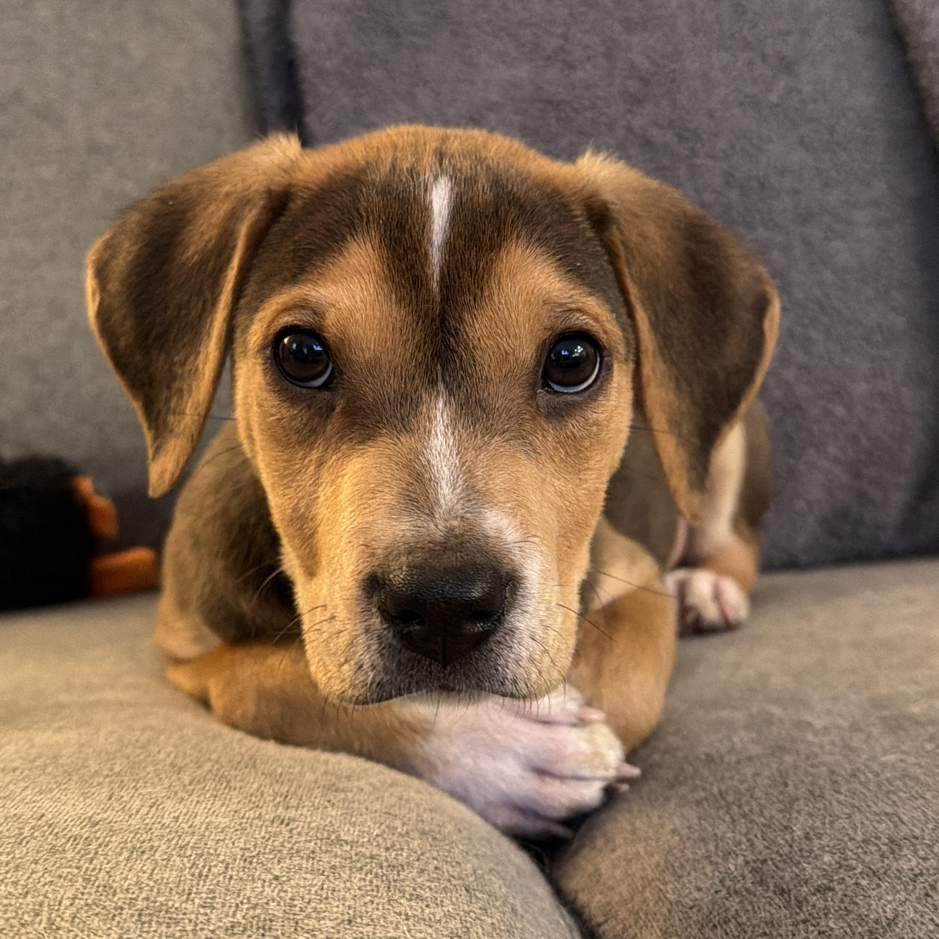Enlarge Amazing Andy, a ADOPTABLE mixed breed in Springfield, VA image 1/5