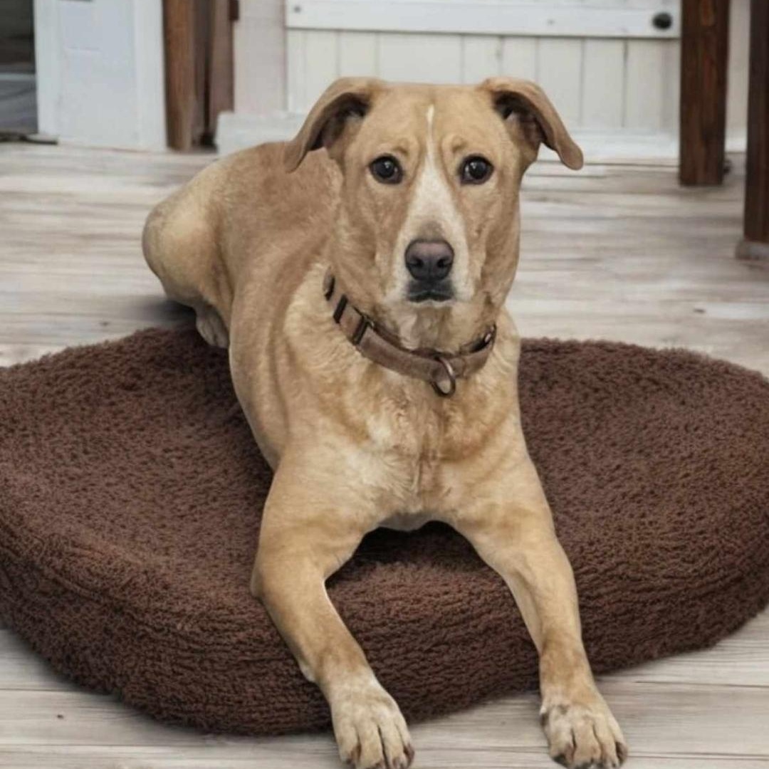 Sierra, a Adoptable mixed breed in Houston, TX image 1/5