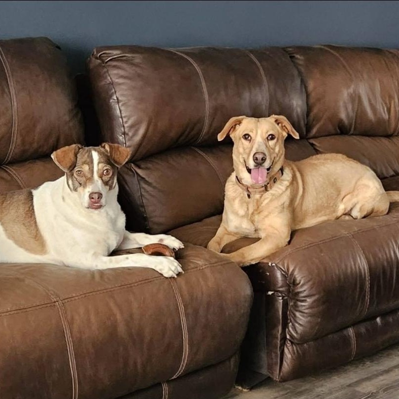 Sierra, a Adoptable mixed breed in Houston, TX image 3/5