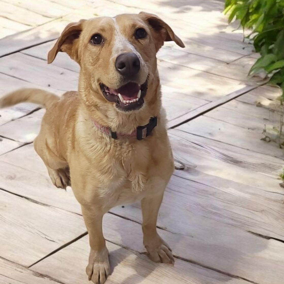 Sierra, Adoptable, Adult Female Labrador Retriever.