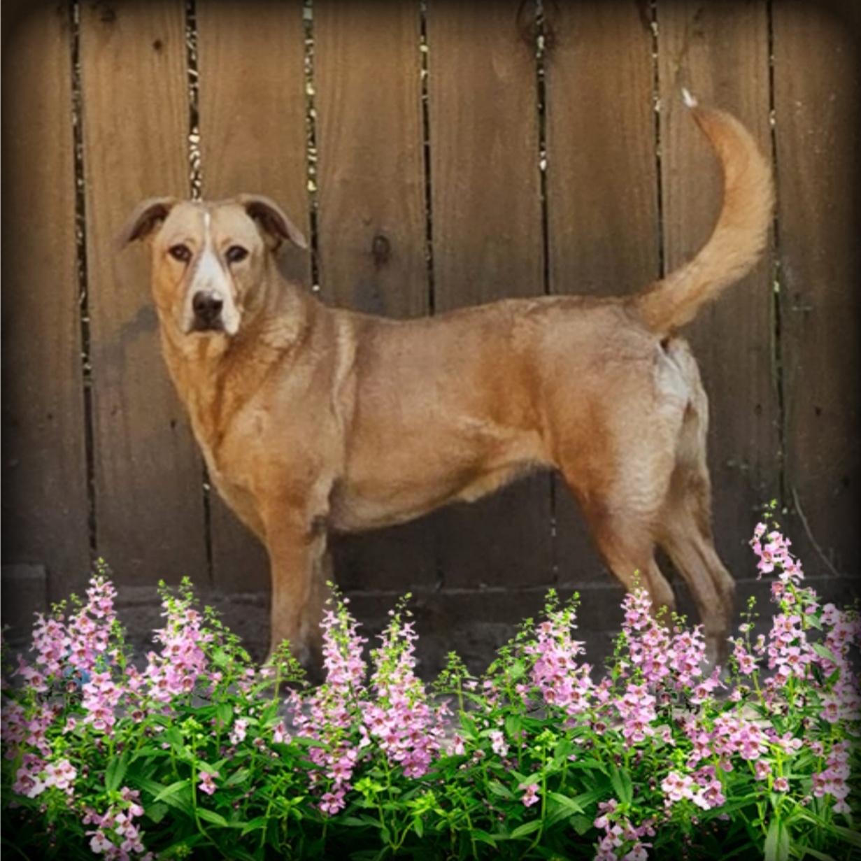 Sierra, a Adoptable mixed breed in Houston, TX image 5/5