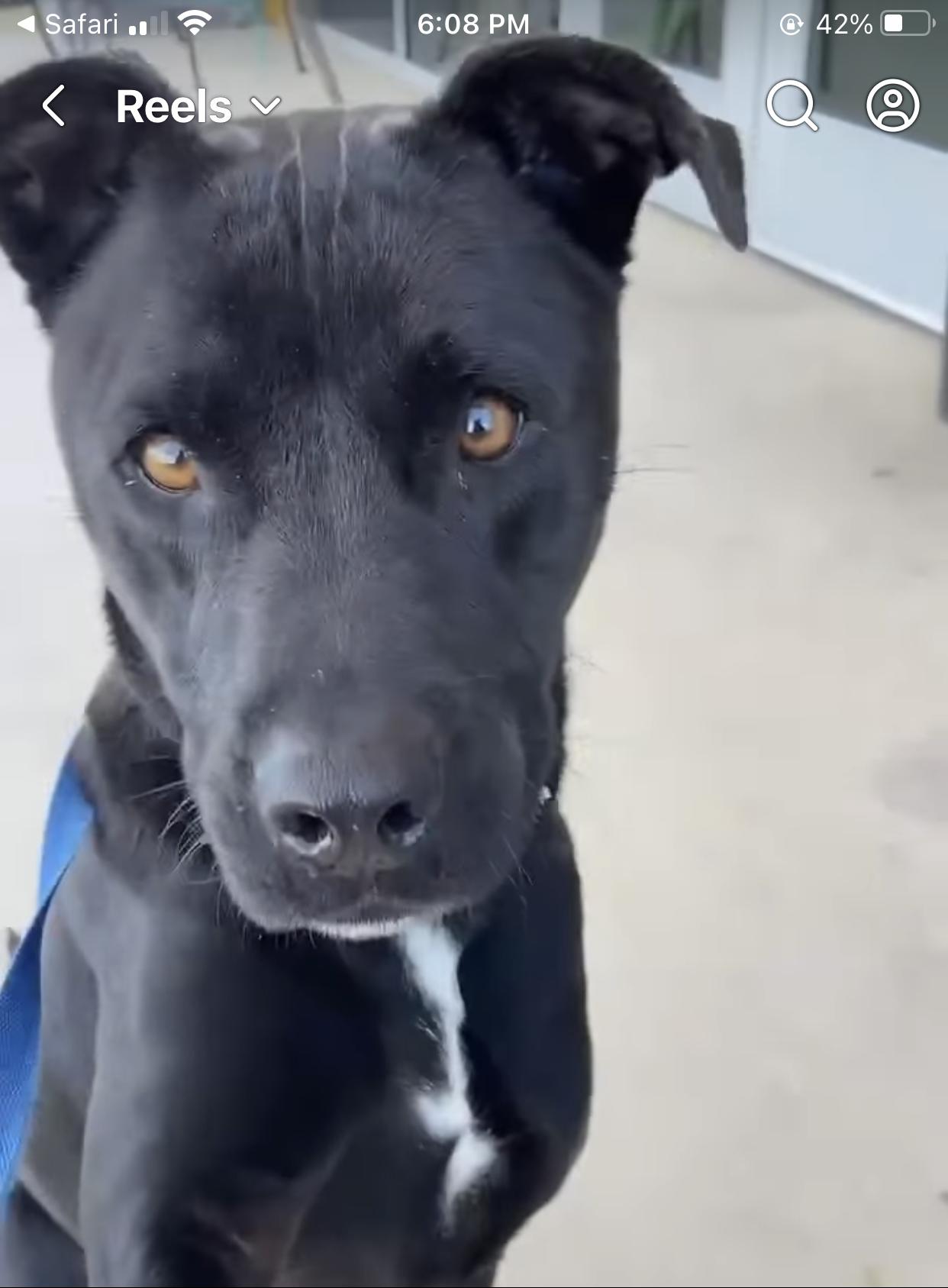 Enlarge Alex, a ADOPTABLE mixed breed in Bethel, VT image 4/4