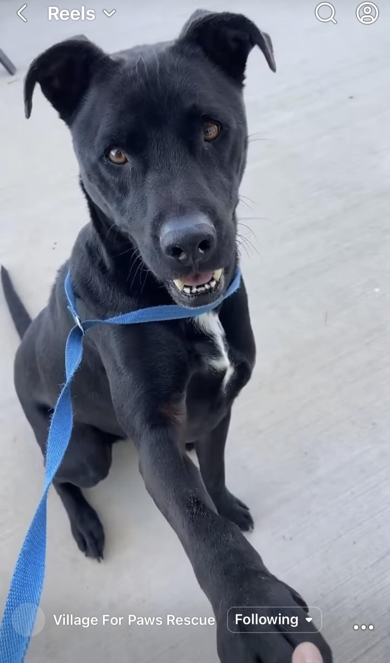 Enlarge Alex, a ADOPTABLE mixed breed in Bethel, VT image 2/4