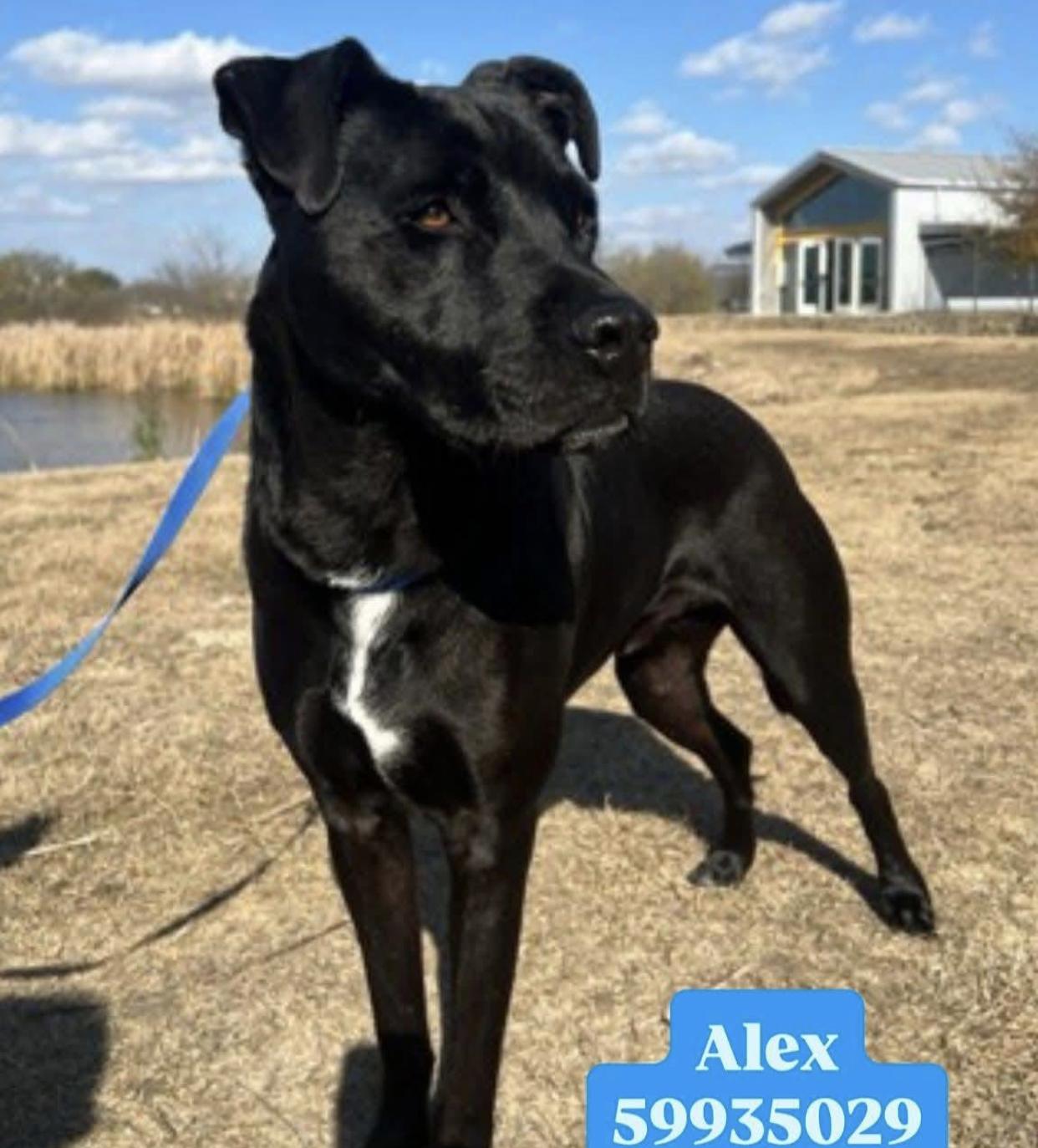 Enlarge Alex, a ADOPTABLE mixed breed in Bethel, VT image 1/4