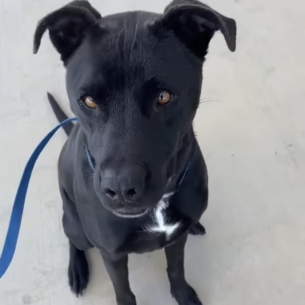 Enlarge Alex, a ADOPTABLE mixed breed in Bethel, VT image 3/4