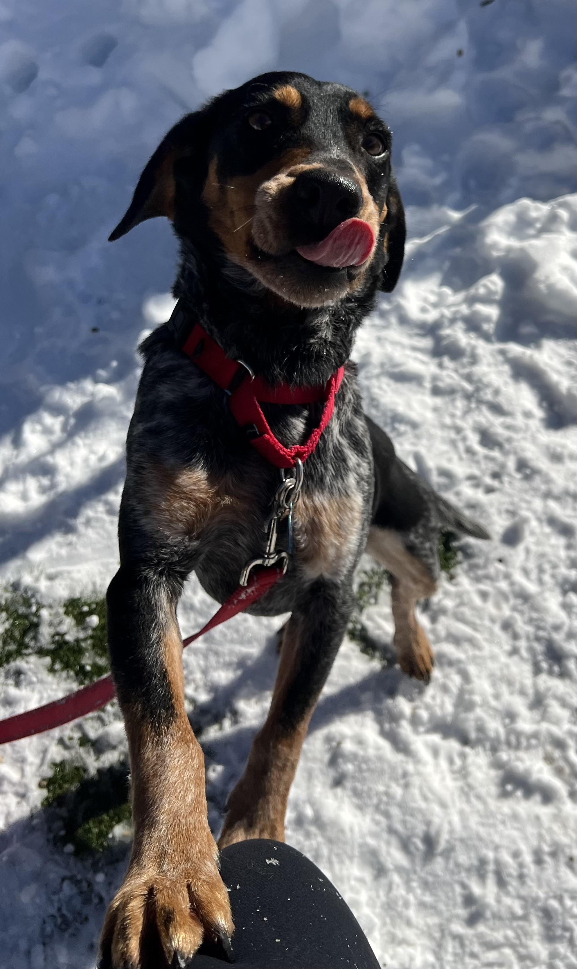 Toby, an adopted Beagle in Medfield, MA image 4/5