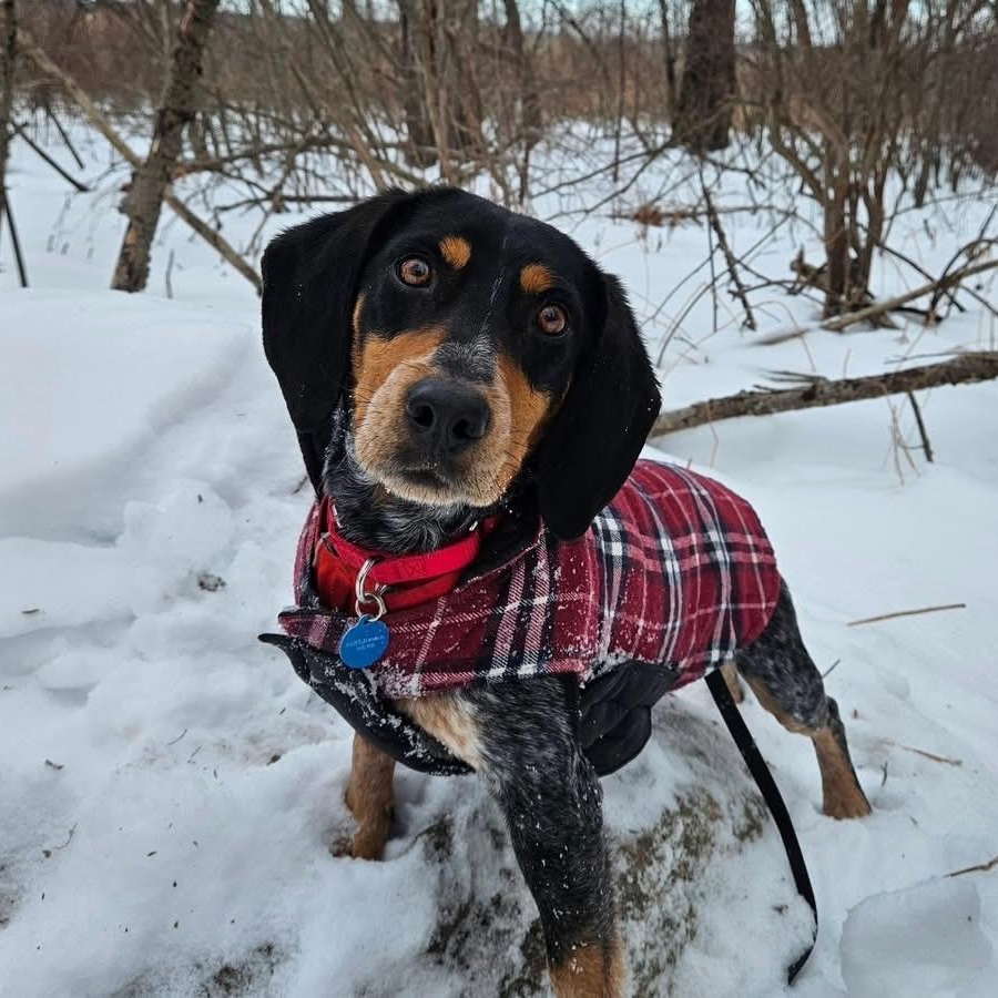 Toby, adopted, Young Male Beagle.