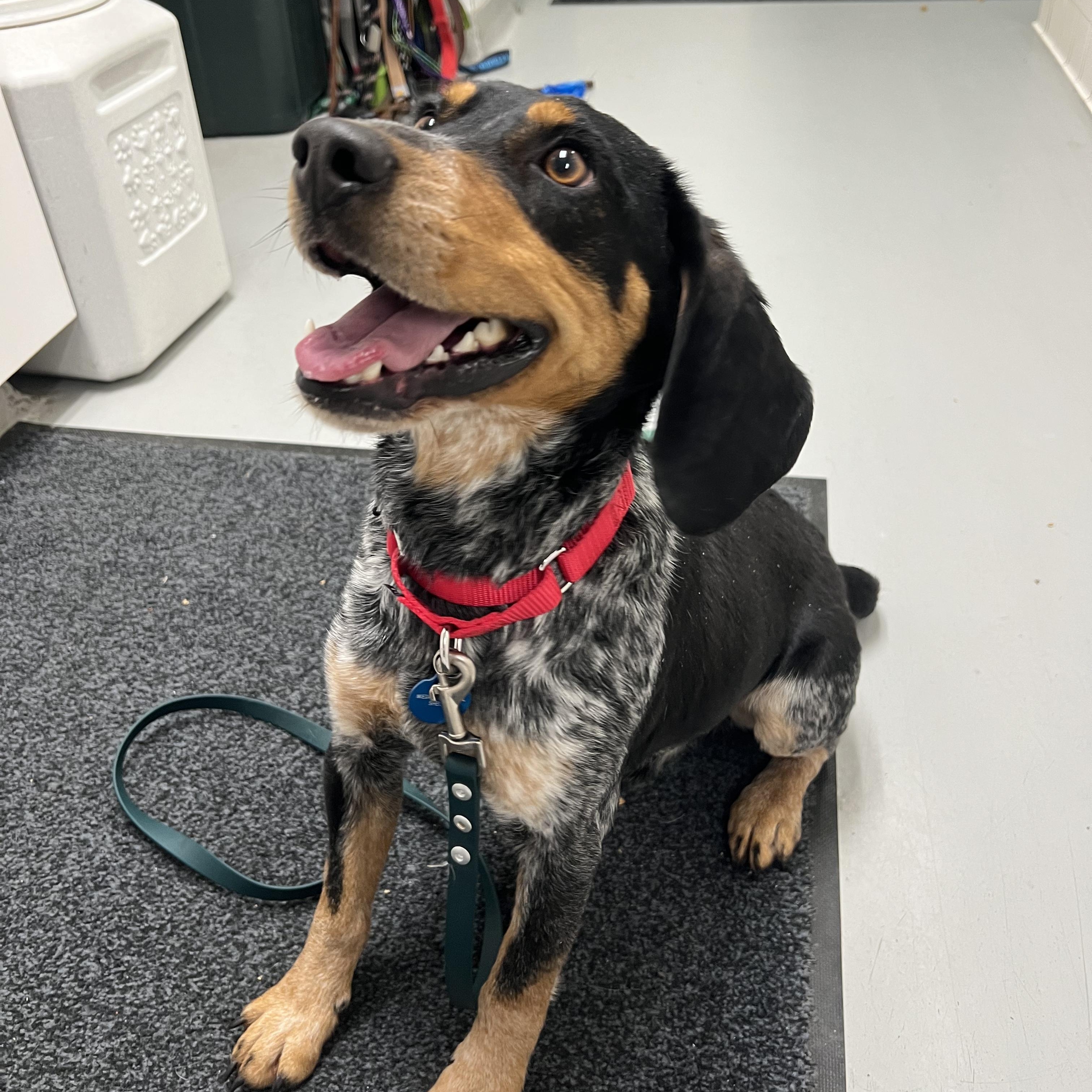Toby, an adopted Beagle in Medfield, MA image 2/5