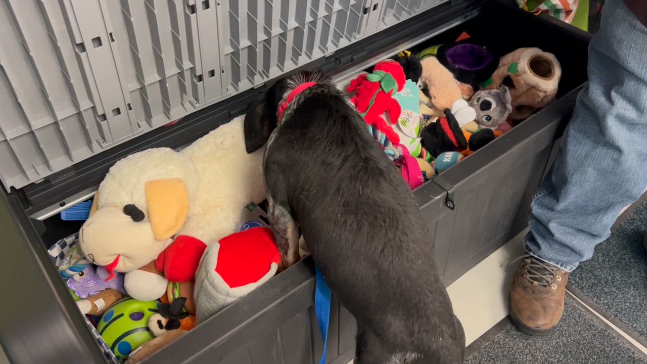 Enlarge Toby, an adopted Beagle in Medfield, MA video 3/5