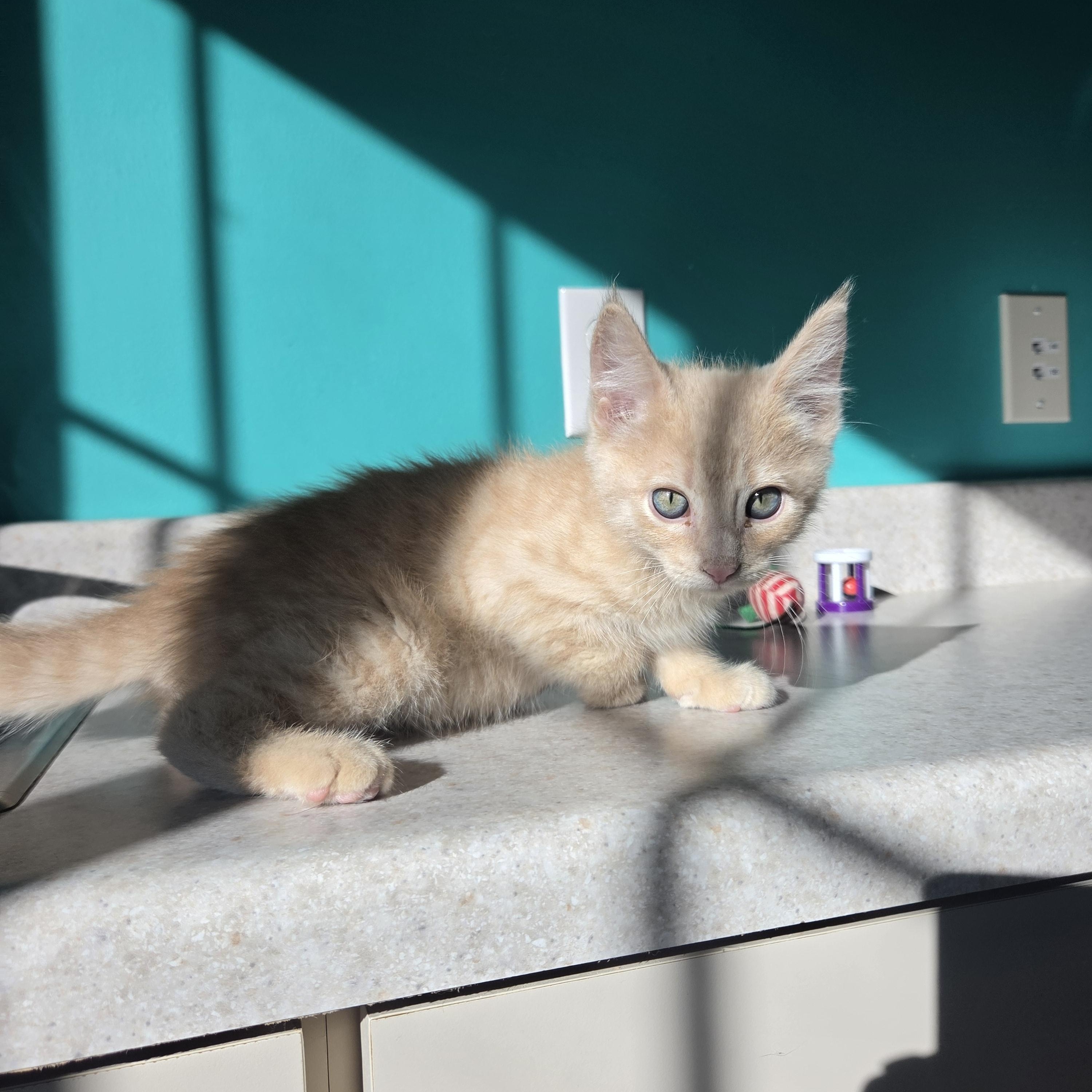 Big Green Egg, Adoptable, Kitten Male Domestic Short Hair.