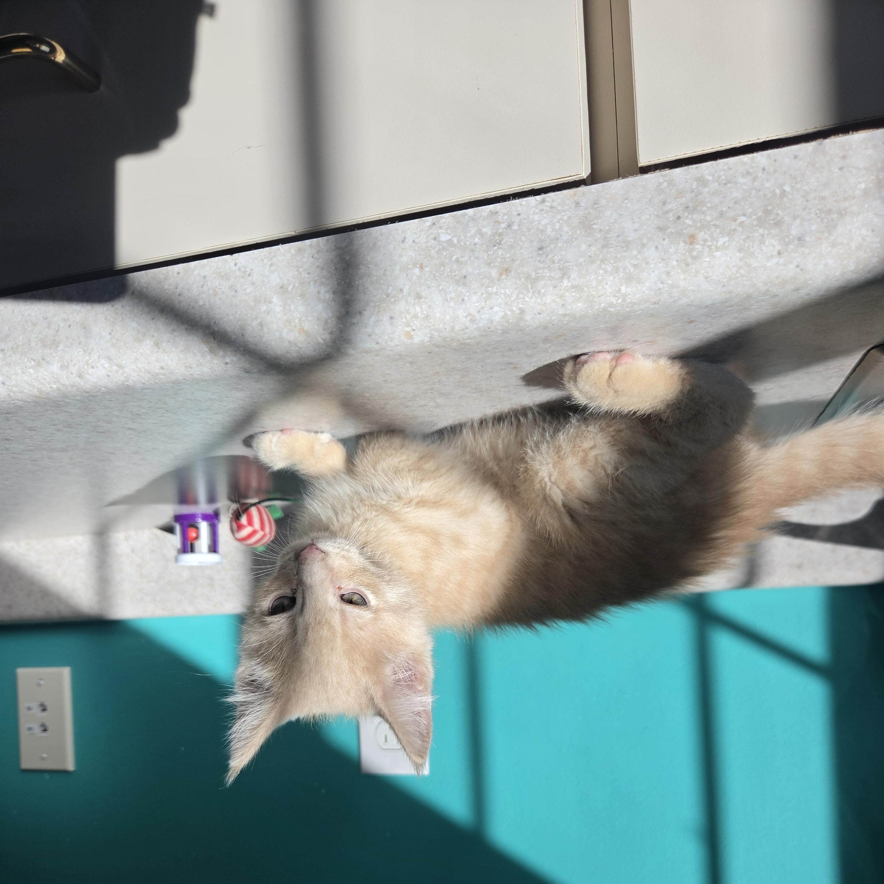 Enlarge Big Green Egg, a Adoptable Domestic Short Hair in Brookings, SD image 2/2