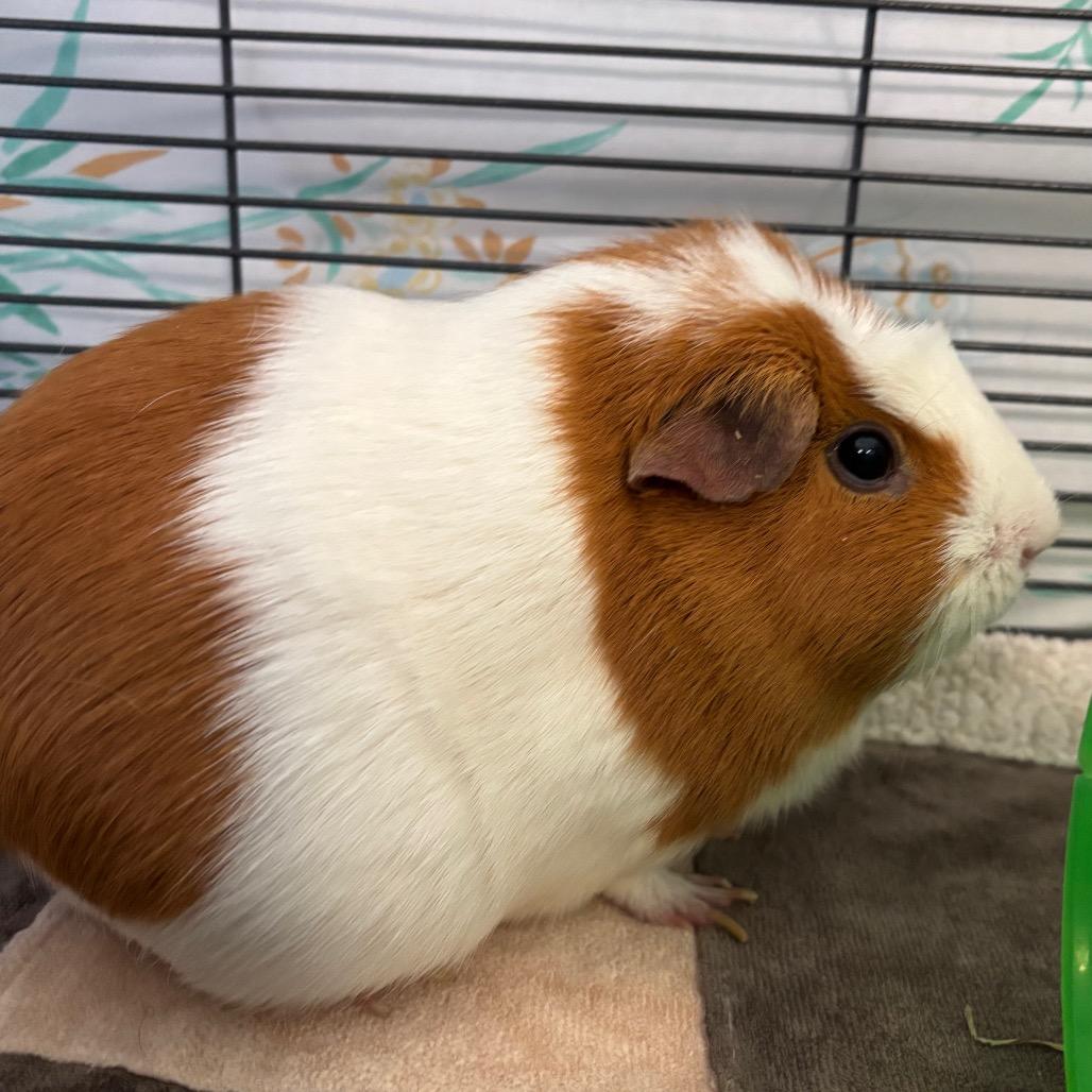 Hopper, adopted, Adult Female Peruvian.