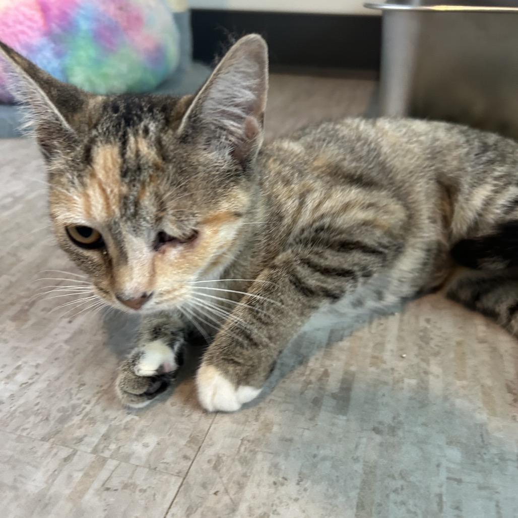 Orchid, Adoptable, Kitten Female Domestic Short Hair.