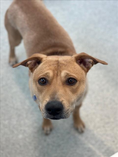 Enlarge FUNNEL CAKE, a Adoptable mixed breed in Loveland, CO image 1/1