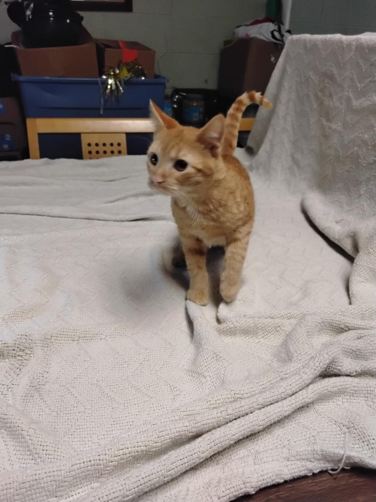 Jerome, Adoptable, Young Male Domestic Short Hair.