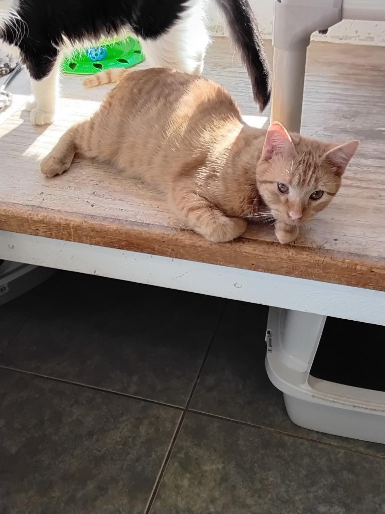 Jerome, Adoptable, Young Male Domestic Short Hair.