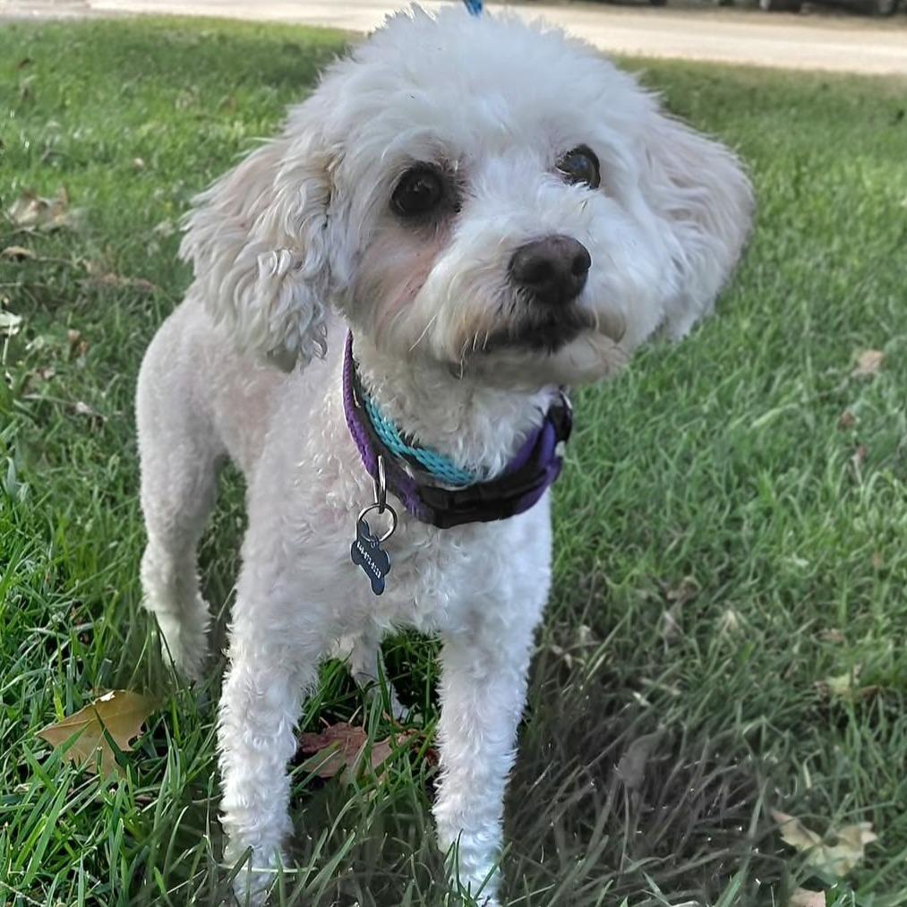 Enlarge Nellie - City of Industry Location, a Adoptable mixed breed in Chino Hills, CA image 1/1