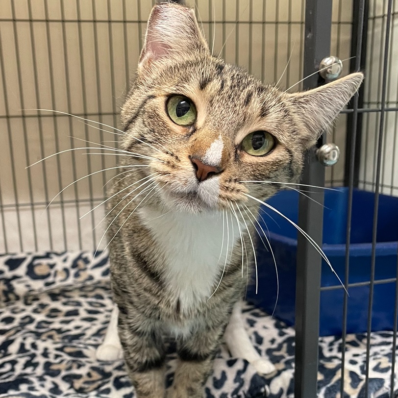 Sasha, Adopted, Young Female Domestic Short Hair.