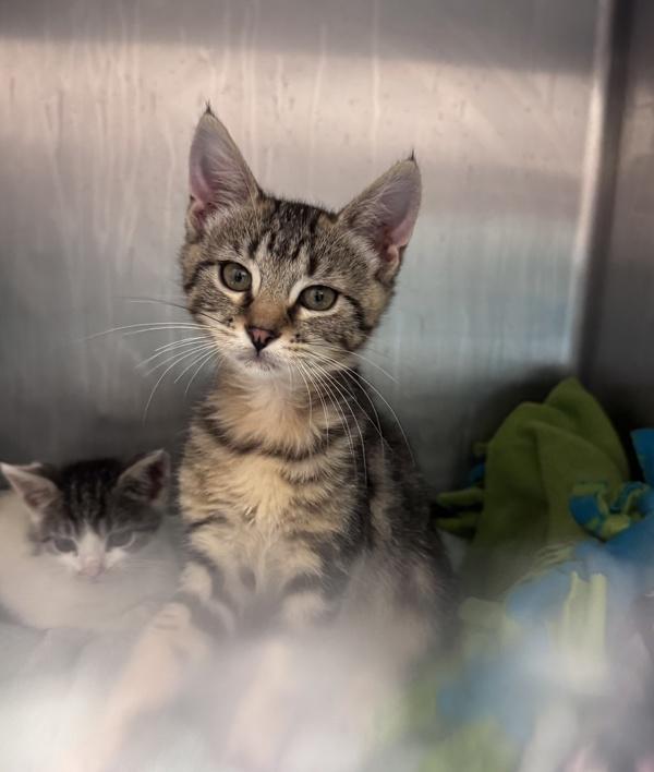 Chocolate Sprinkles, Adoptable, Kitten Female Domestic Short Hair.