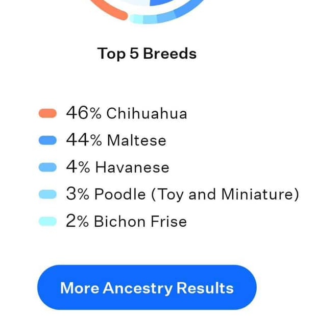 Dog for adoption Tierra, a Maltese & Chihuahua Mix in Cape Coral, FL