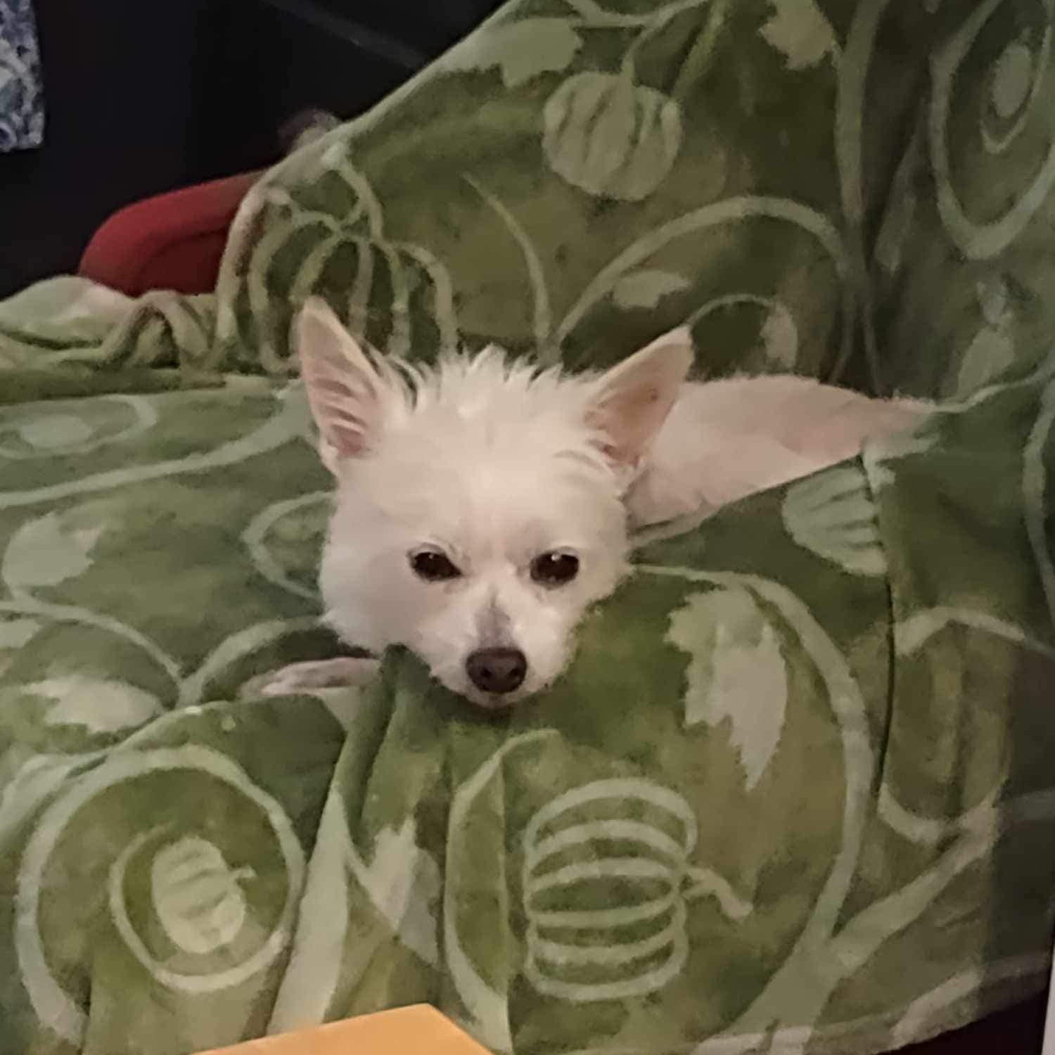 Dog for adoption Tierra, a Maltese & Chihuahua Mix in Cape Coral, FL