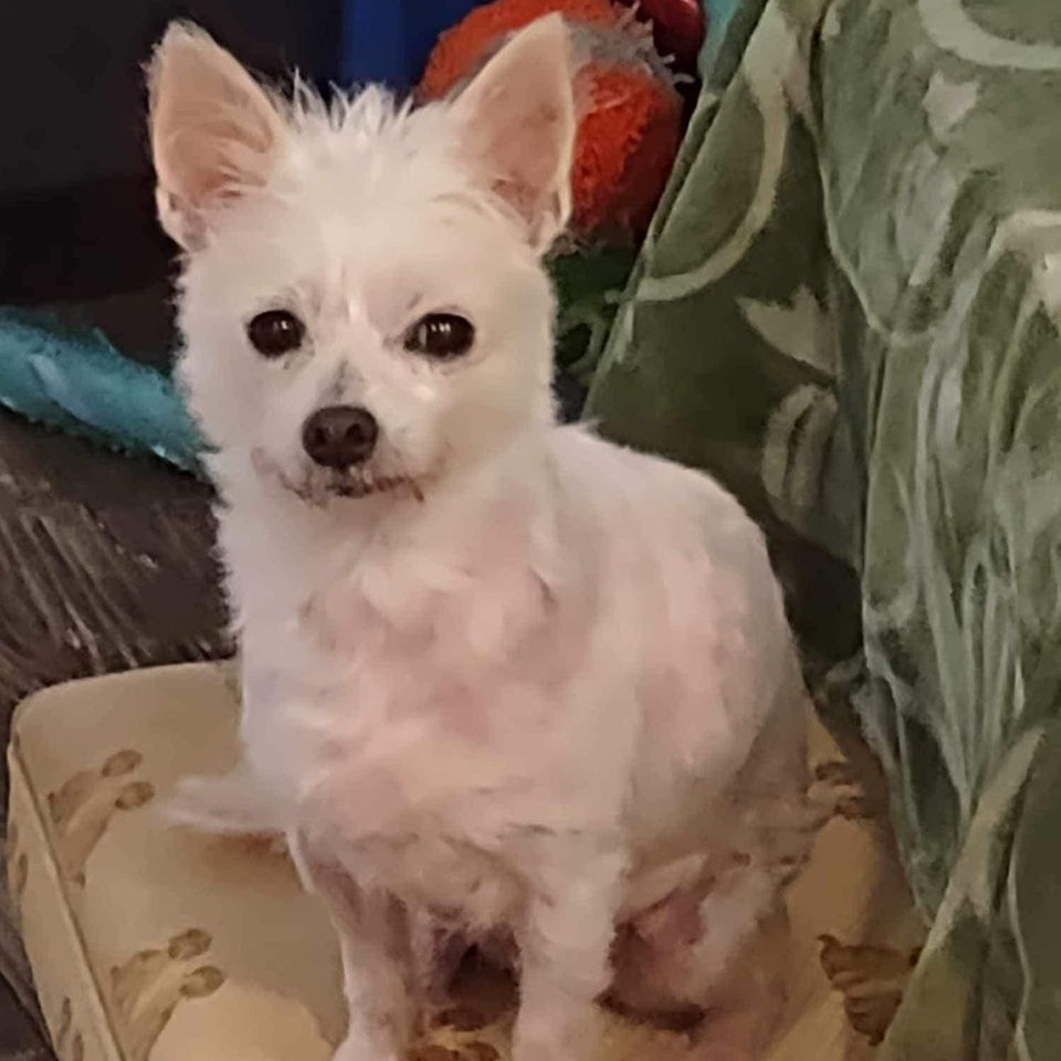 Dog for adoption Tierra, a Maltese & Chihuahua Mix in Cape Coral, FL