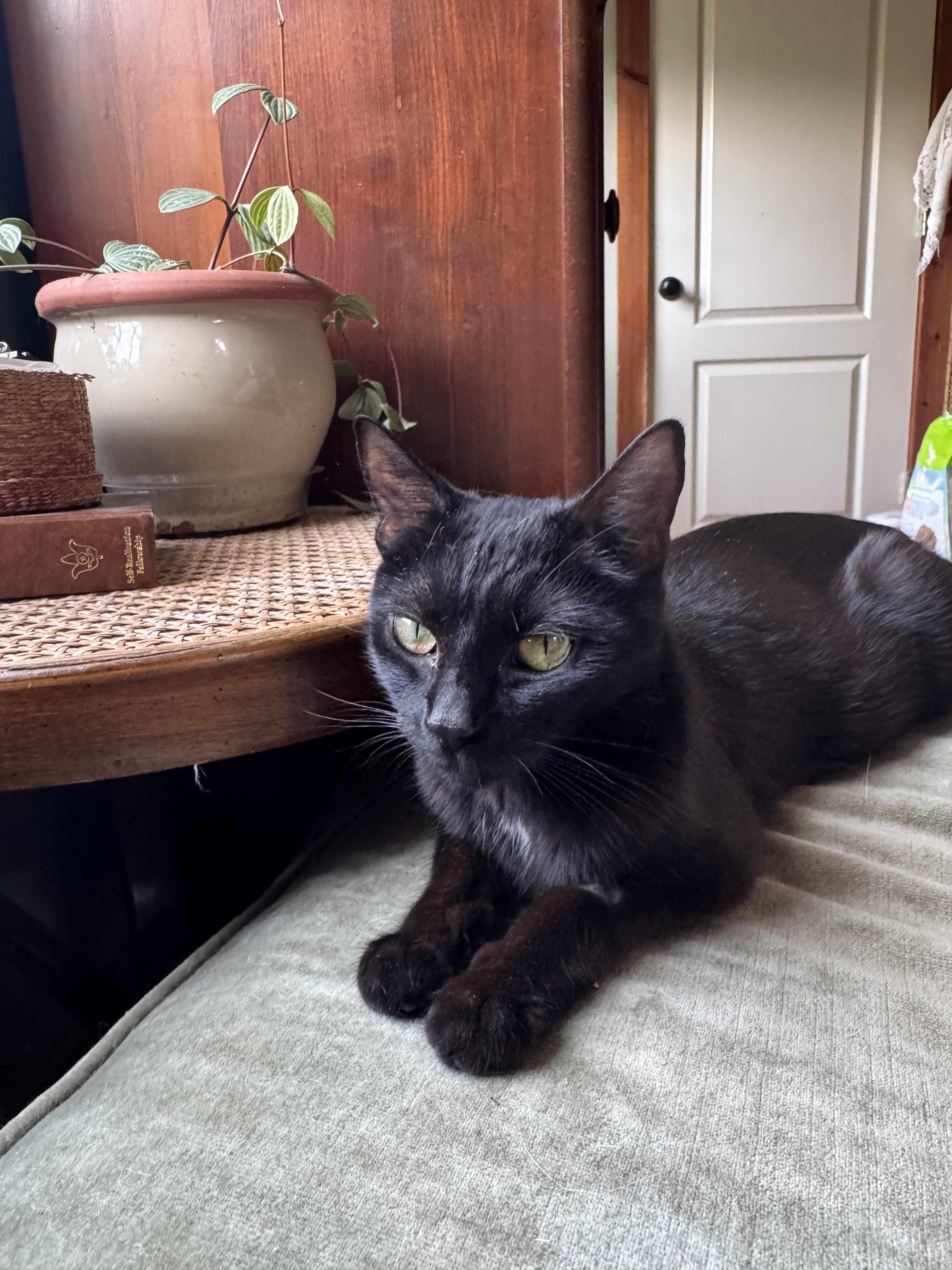 Nesta, Adoptable, Young Female Domestic Medium Hair.