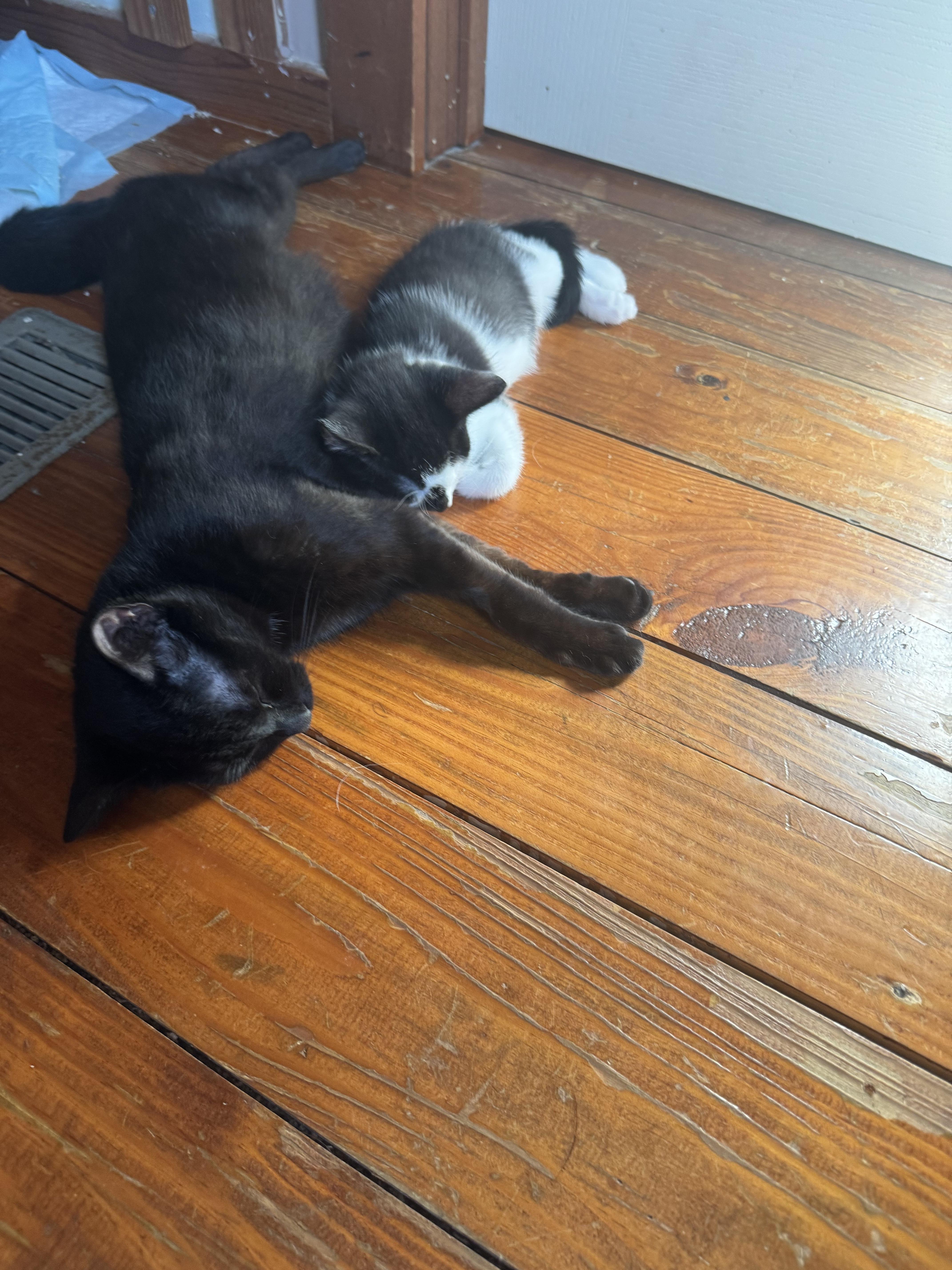 Enlarge Nesta, a Adoptable Domestic Medium Hair in Hickory, NC image 3/5