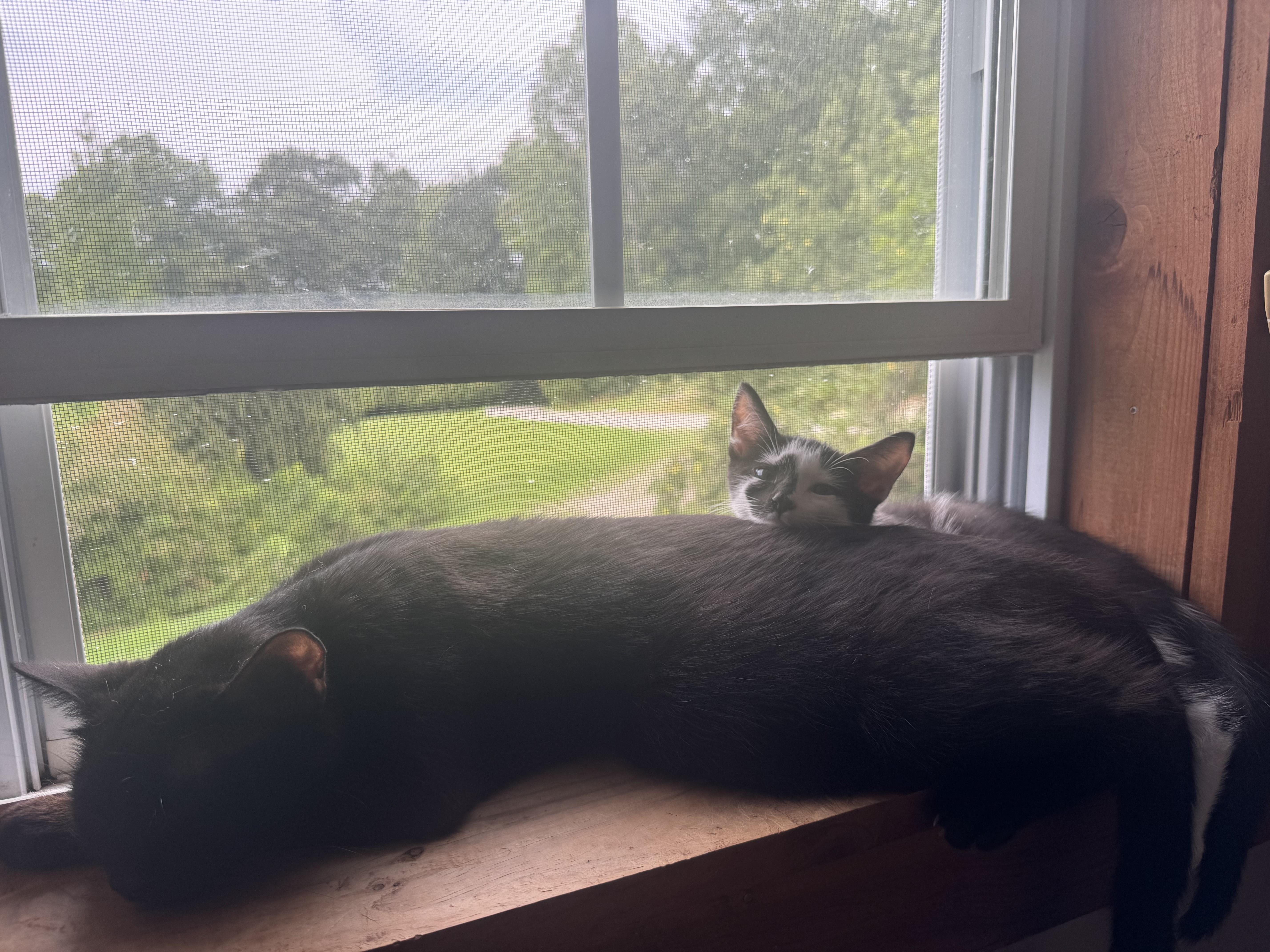Enlarge Nesta, a Adoptable Domestic Medium Hair in Hickory, NC image 5/5