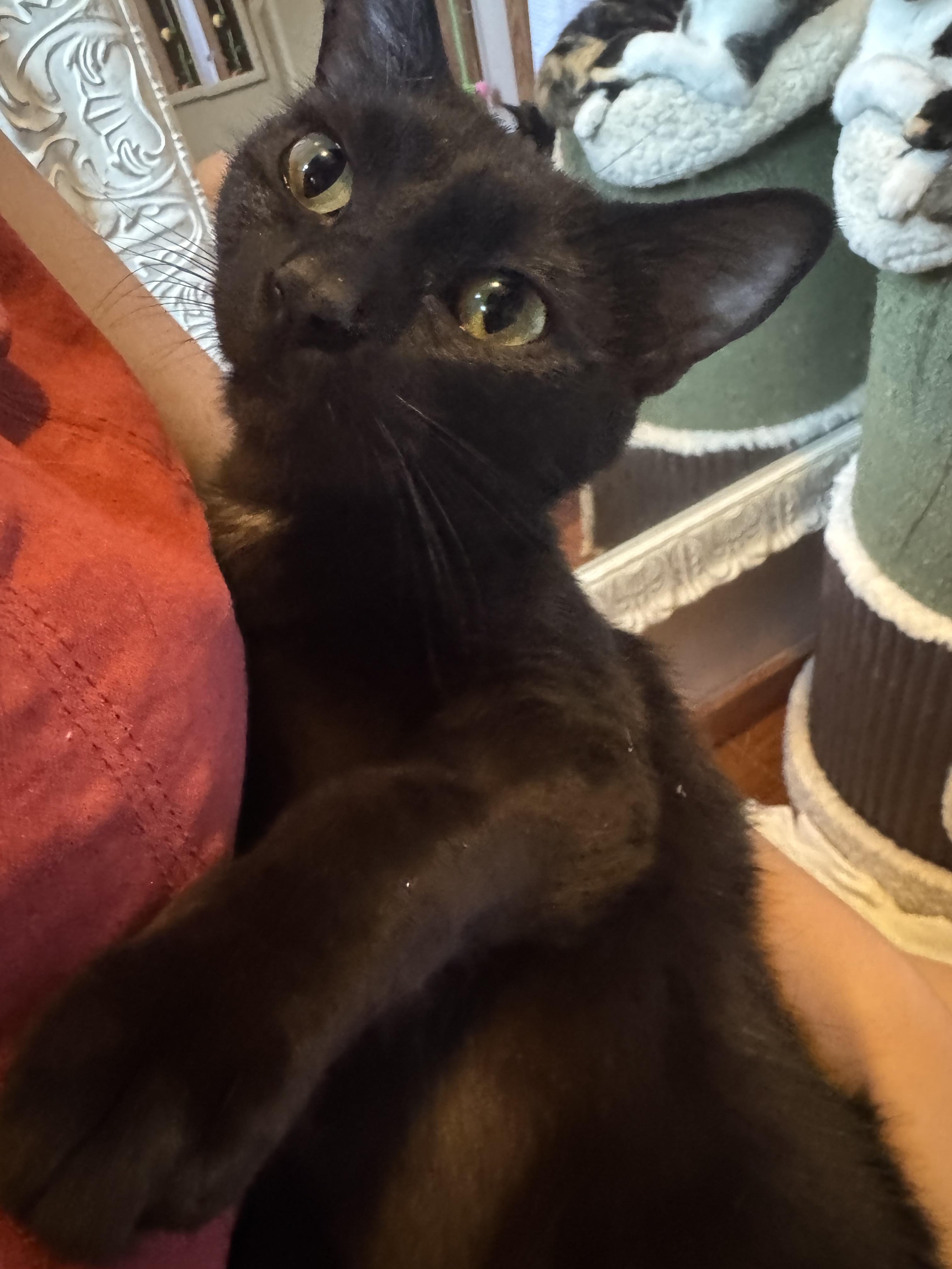 Enlarge Nesta, a Adoptable Domestic Medium Hair in Hickory, NC image 4/5