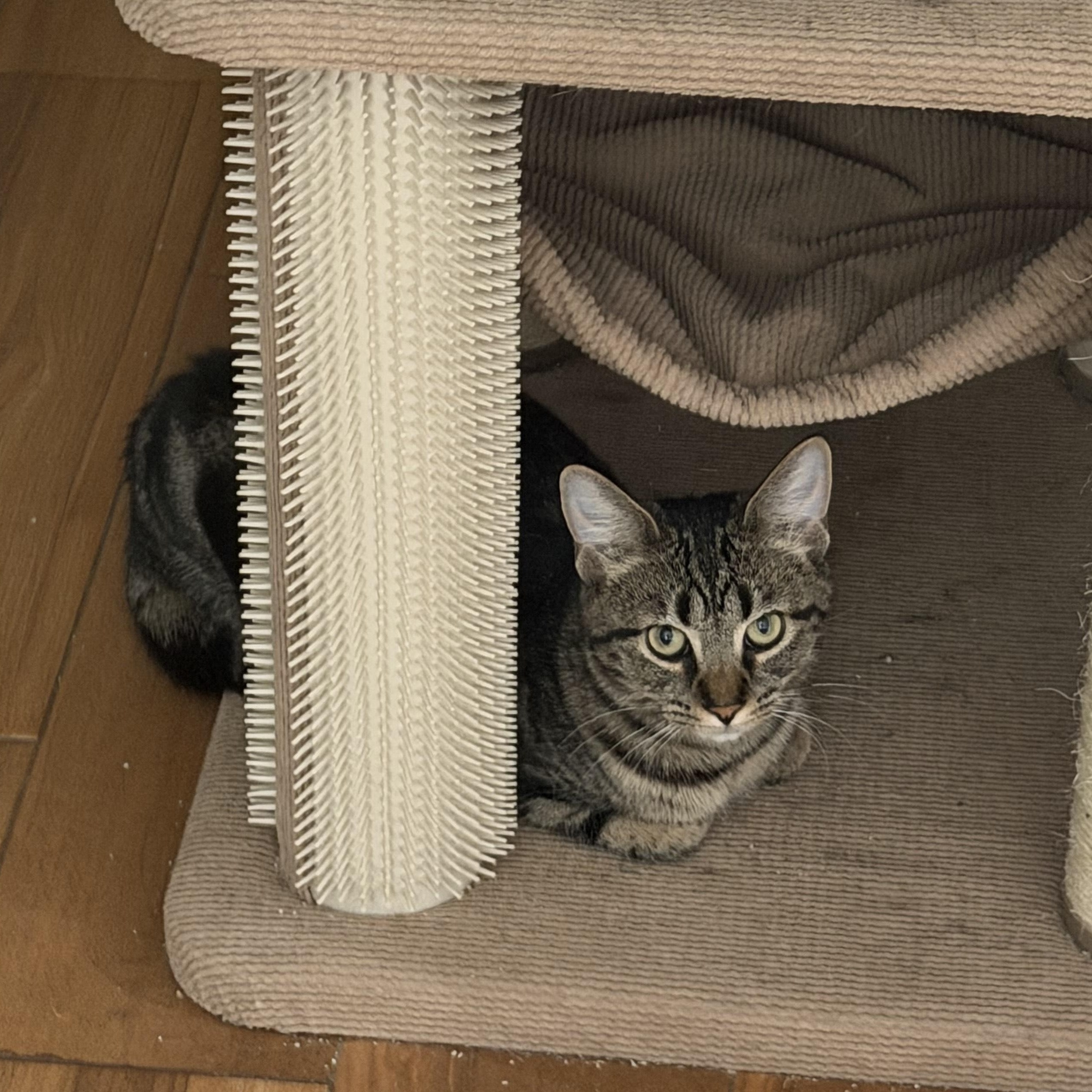 Enlarge Penny, a Adoptable mixed breed in Rochester Hills, MI image 2/5