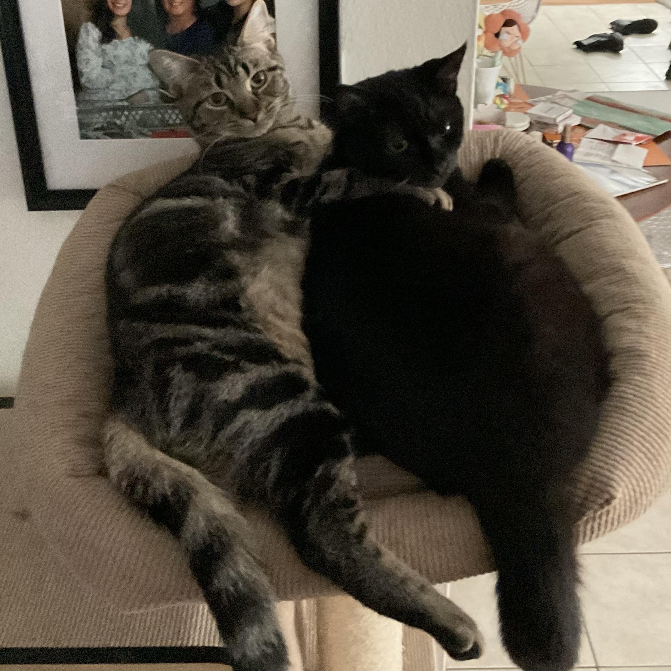 Enlarge Penny, a Adoptable mixed breed in Rochester Hills, MI image 5/5